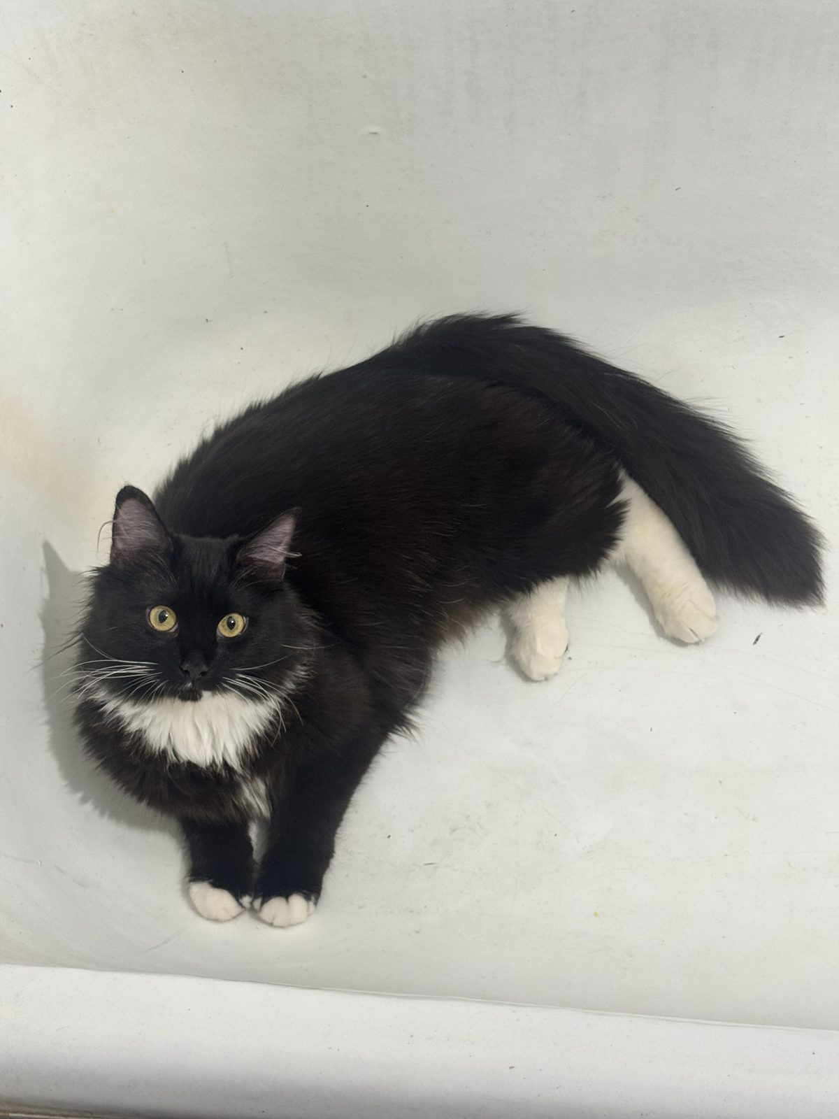 Lost Cat in Luton, England Lost Cat in Luton, England — listing photo