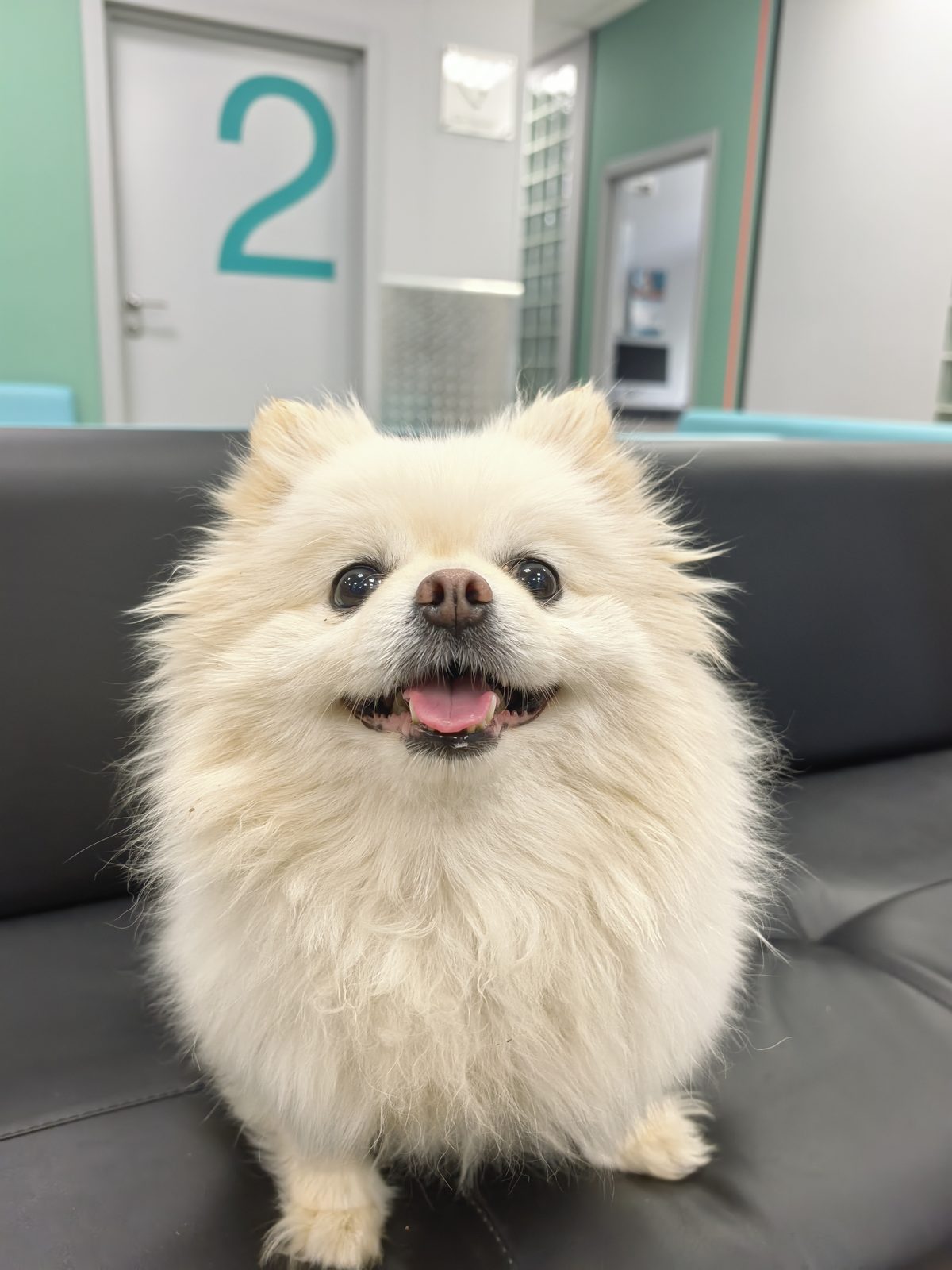 Found Dog in Watford, England: Dog found safe in Watford Found Dog in Watford, England — Dog found safe in Watford
