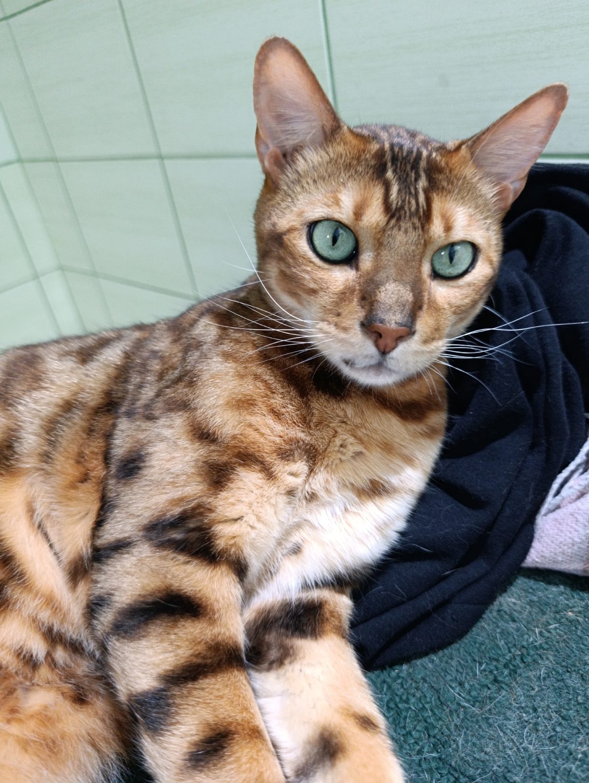 Lost Cat in Swindon, England — listing photo