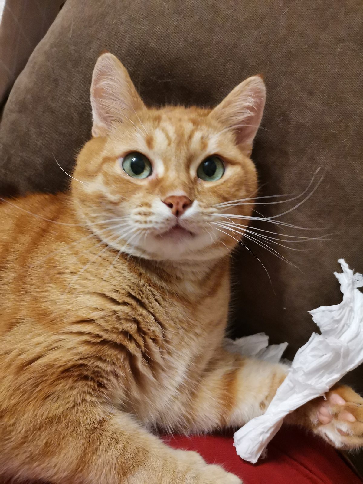 Lost Cat in Brighton, England — listing photo