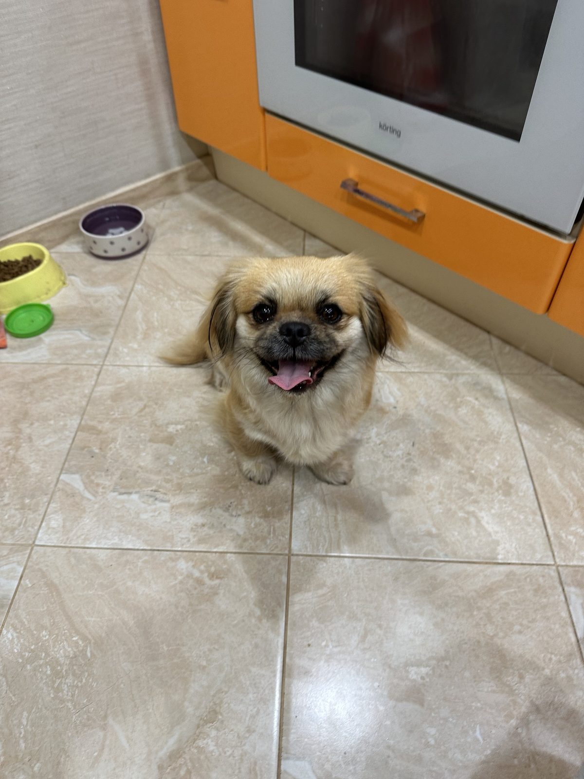 Found Dog in Bournemouth, England — Dog found safe in Bournemouth
