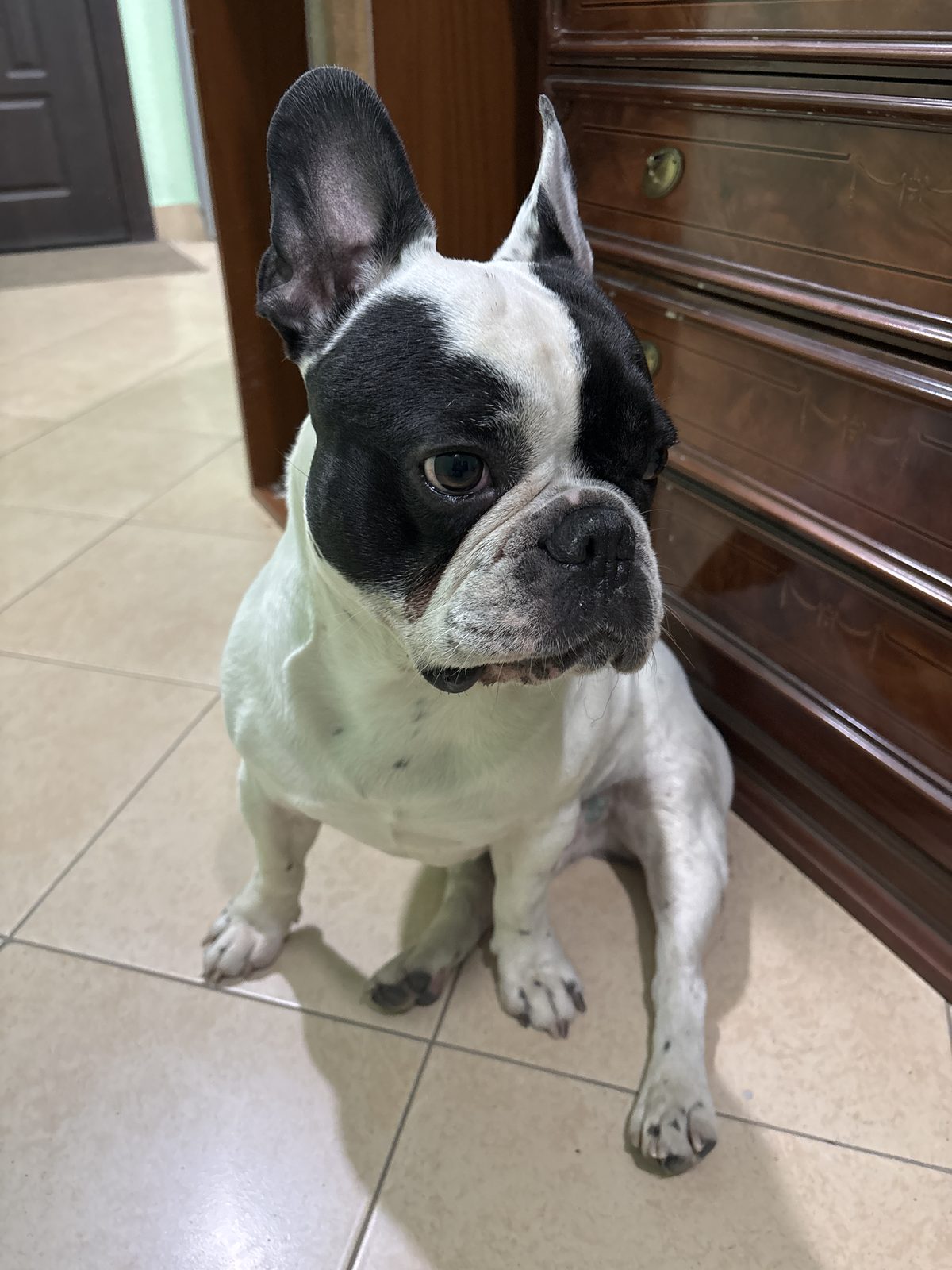 Found Dog in Leicester, England — Dog found in Leicester