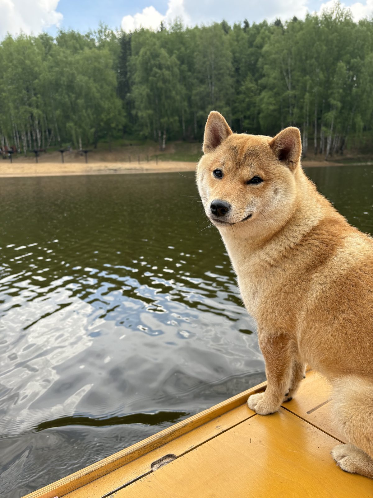 Lost Dog in Aberdeen, Scotland — Have you seen this dog in Aberdeen?