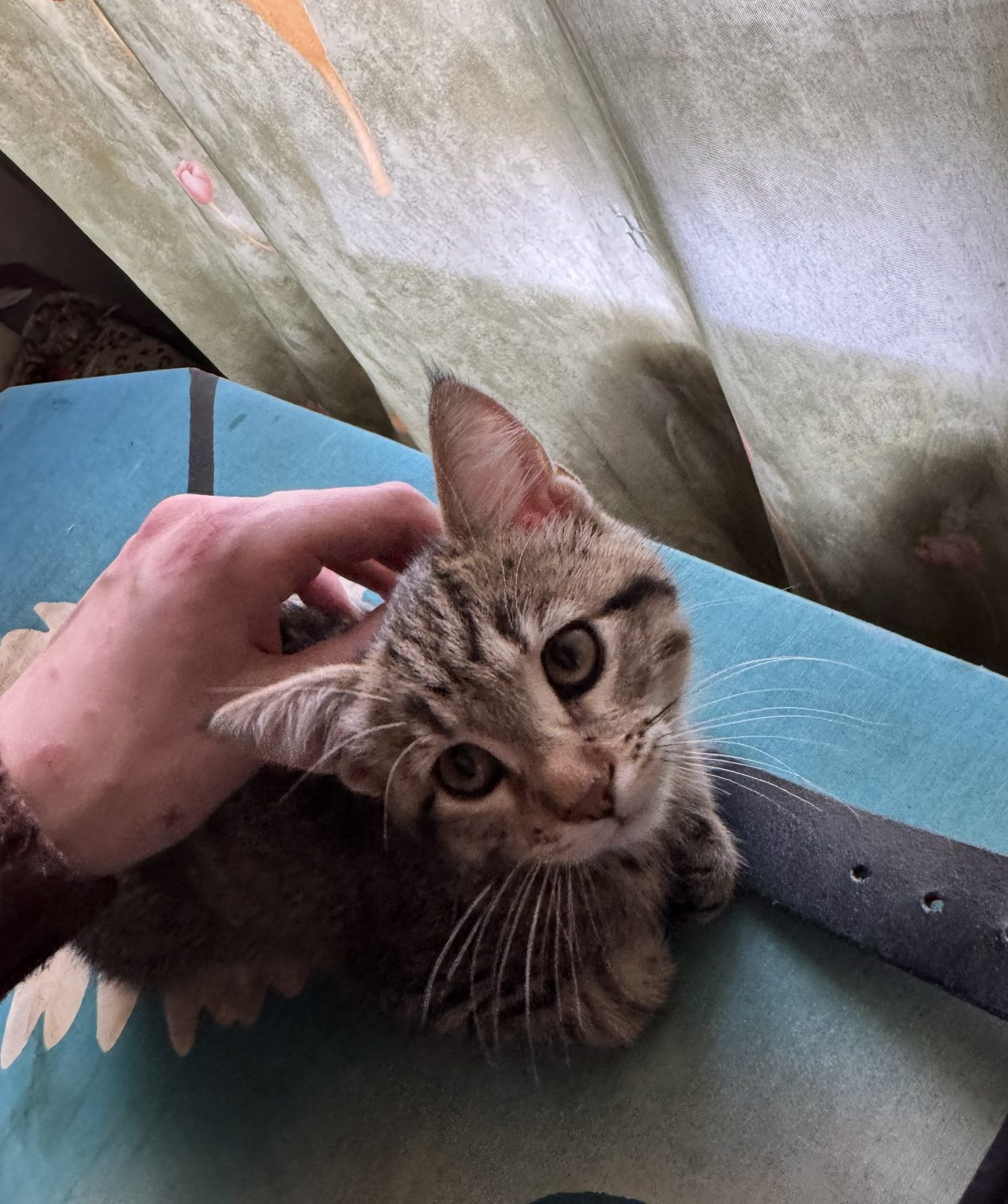 Lost Cat in Aberdeen, Scotland — Have you seen this cat in Aberdeen?