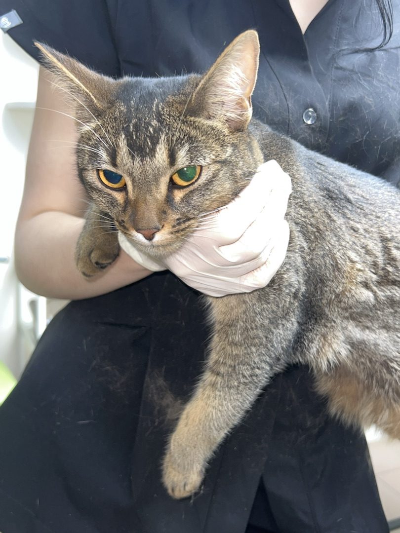 Found Cat in Kingston upon Hull, England — listing photo