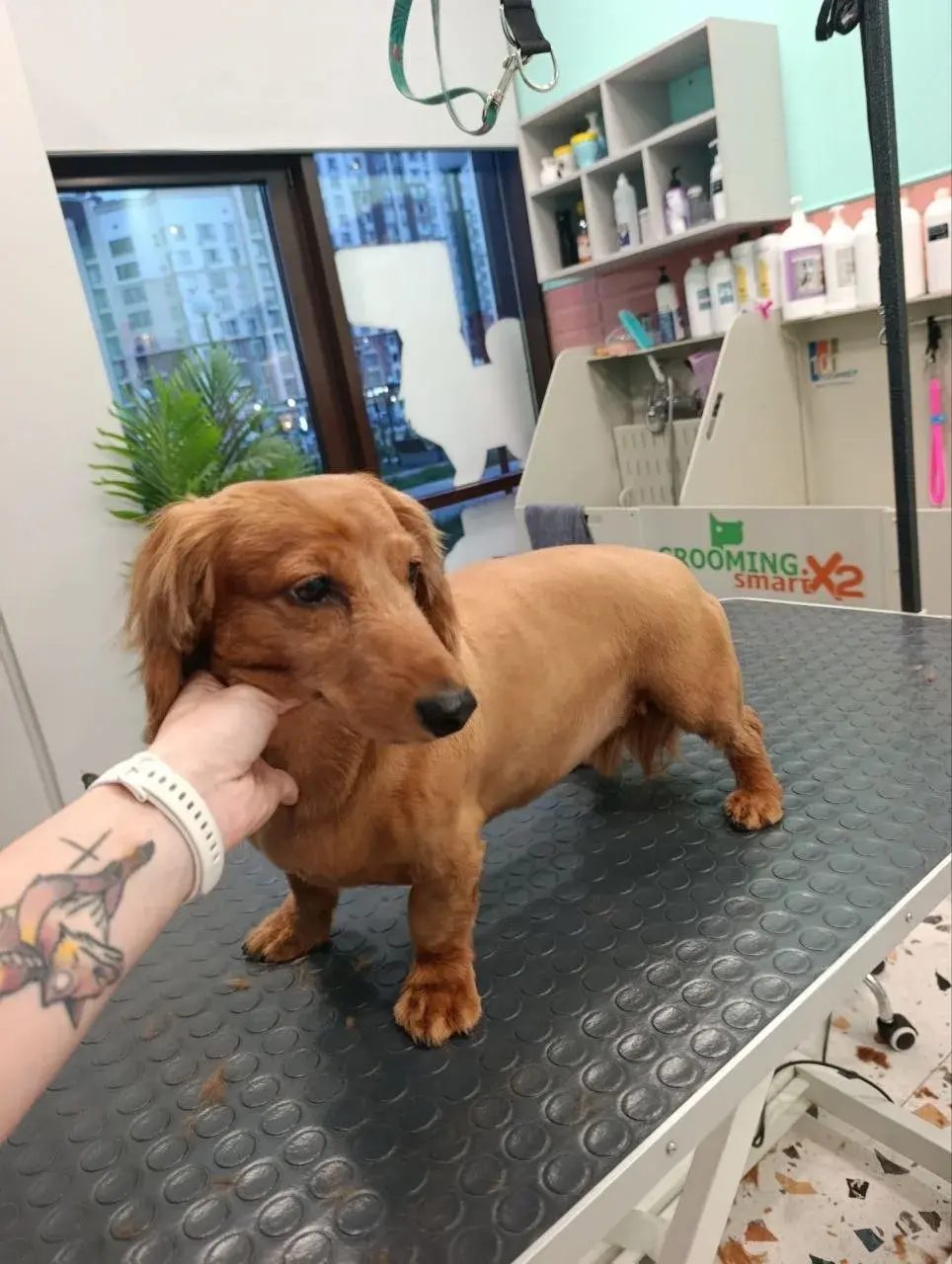 Lost Dog in Gloucester, England — listing photo