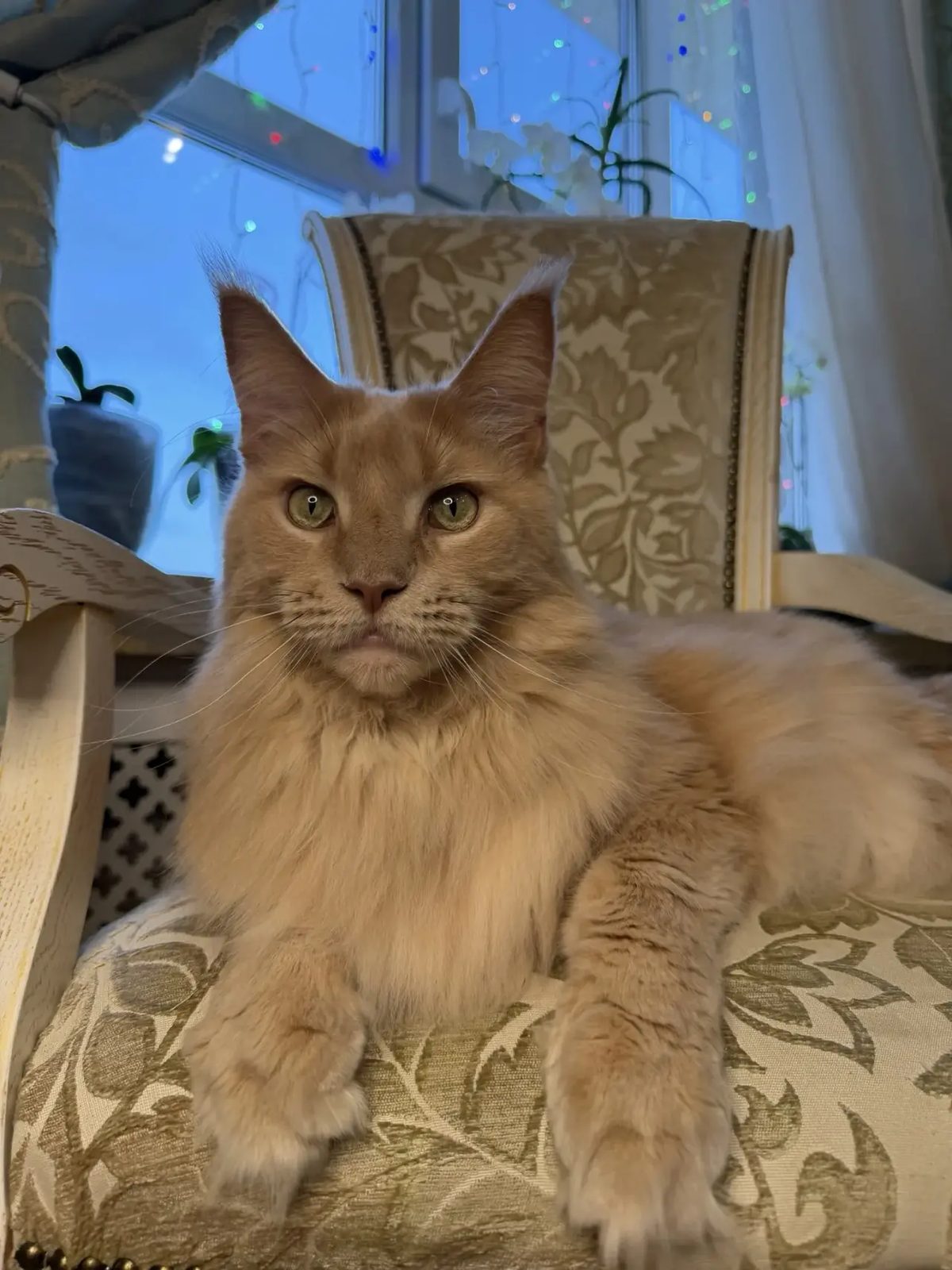 Found Cat in Swindon, England Found Cat in Swindon, England — listing photo