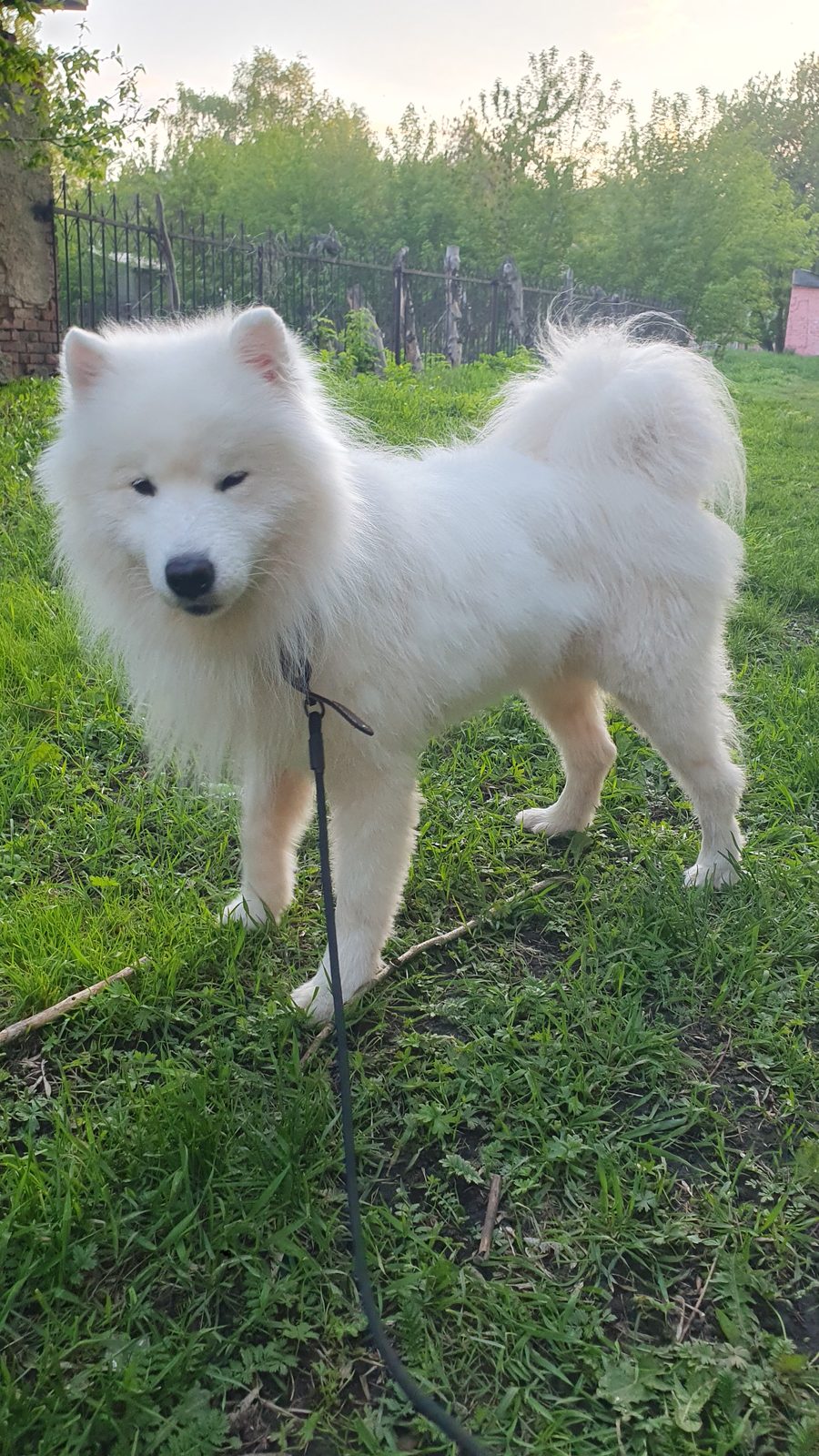 Found Dog in Kingston upon Hull, England — listing photo