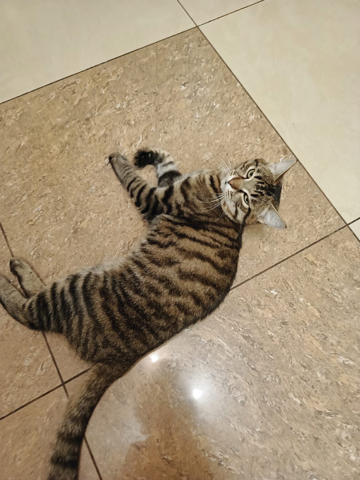 Lost Cat in Norwich, England — listing photo