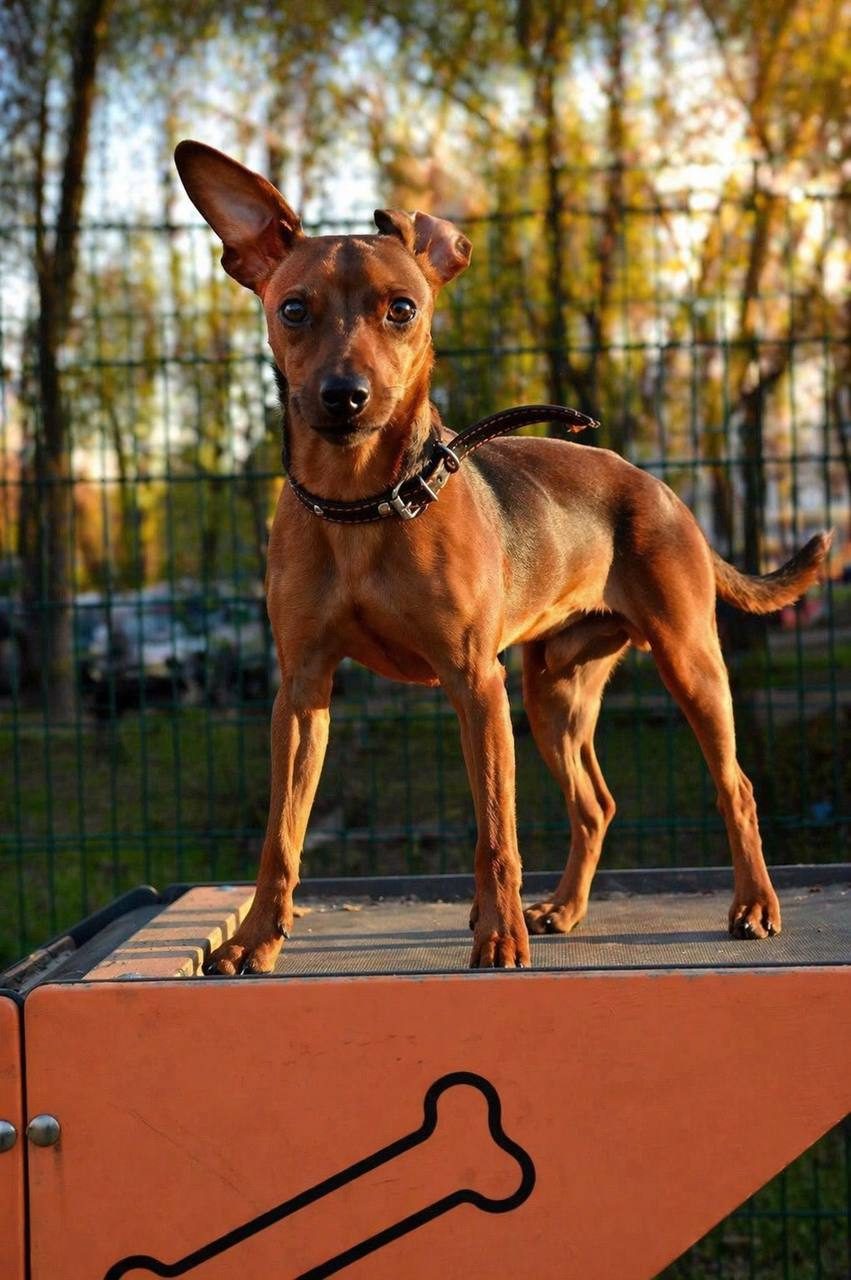 Lost Dog in Brighton, England — listing photo