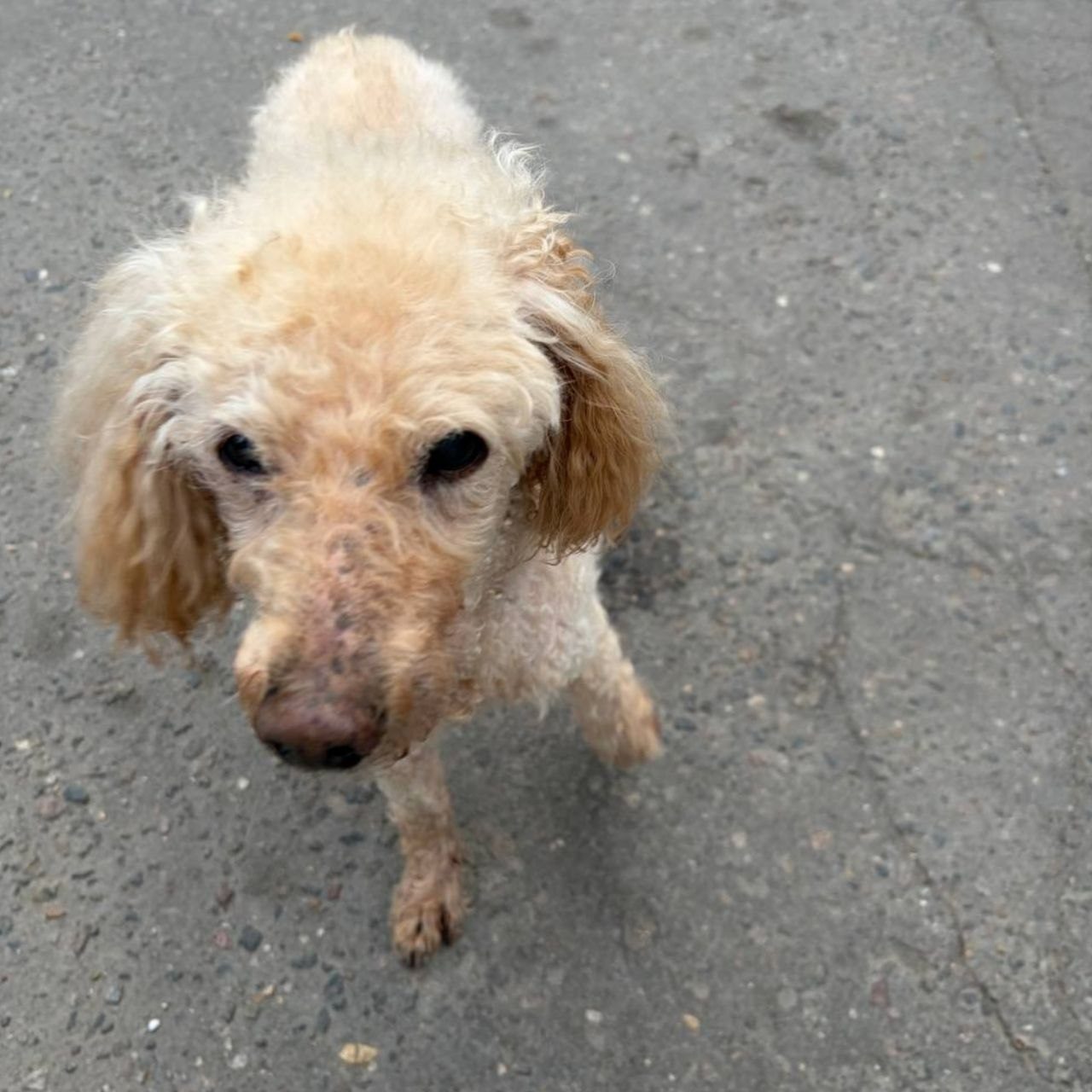 Found Dog in Norwich, England — Dog found safe in Norwich