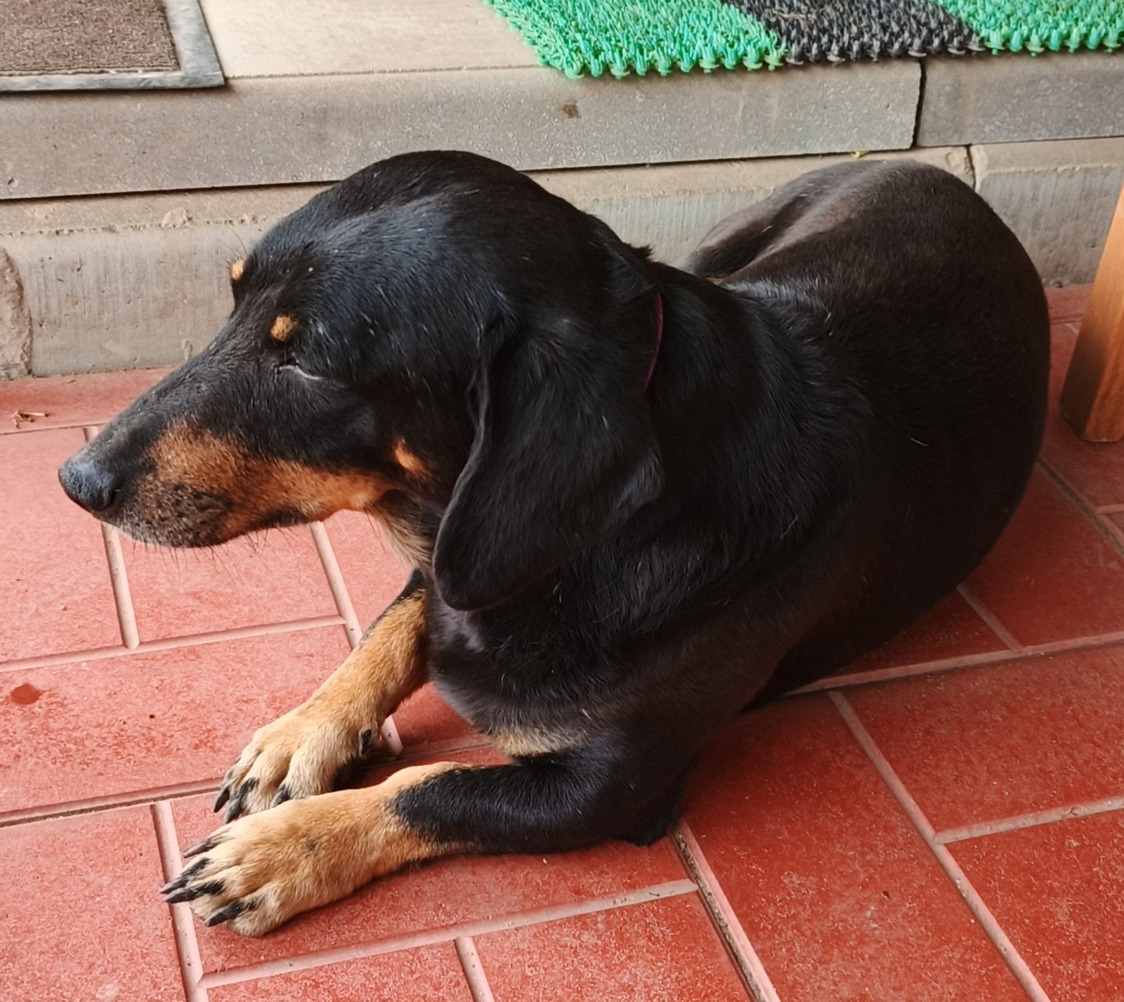 Found Dog in Bradford, England — Stray dog found in Bradford