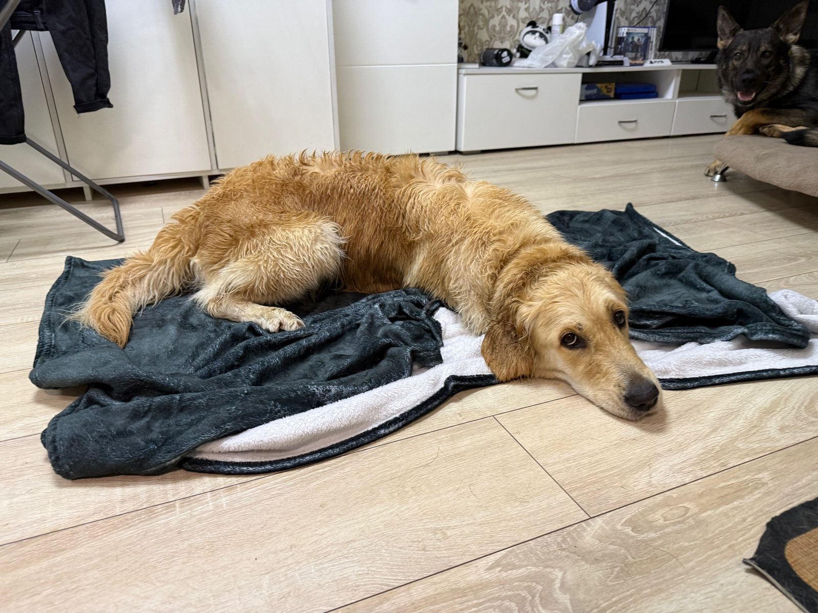 Found Dog in Gloucester, England — Stray dog found in Gloucester