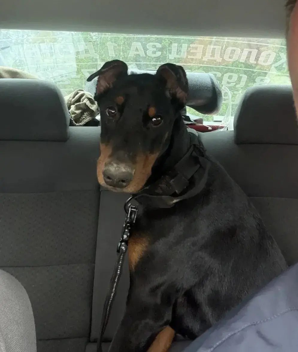 Lost Dog in Watford, England: Have you seen this dog in Watford? Lost Dog in Watford, England — Have you seen this dog in Watford?