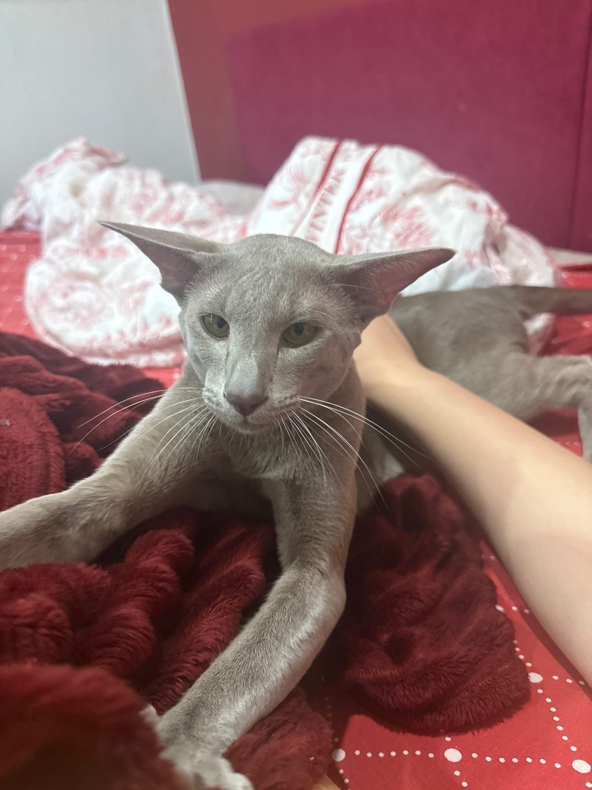 Lost Cat in Manchester, England — listing photo