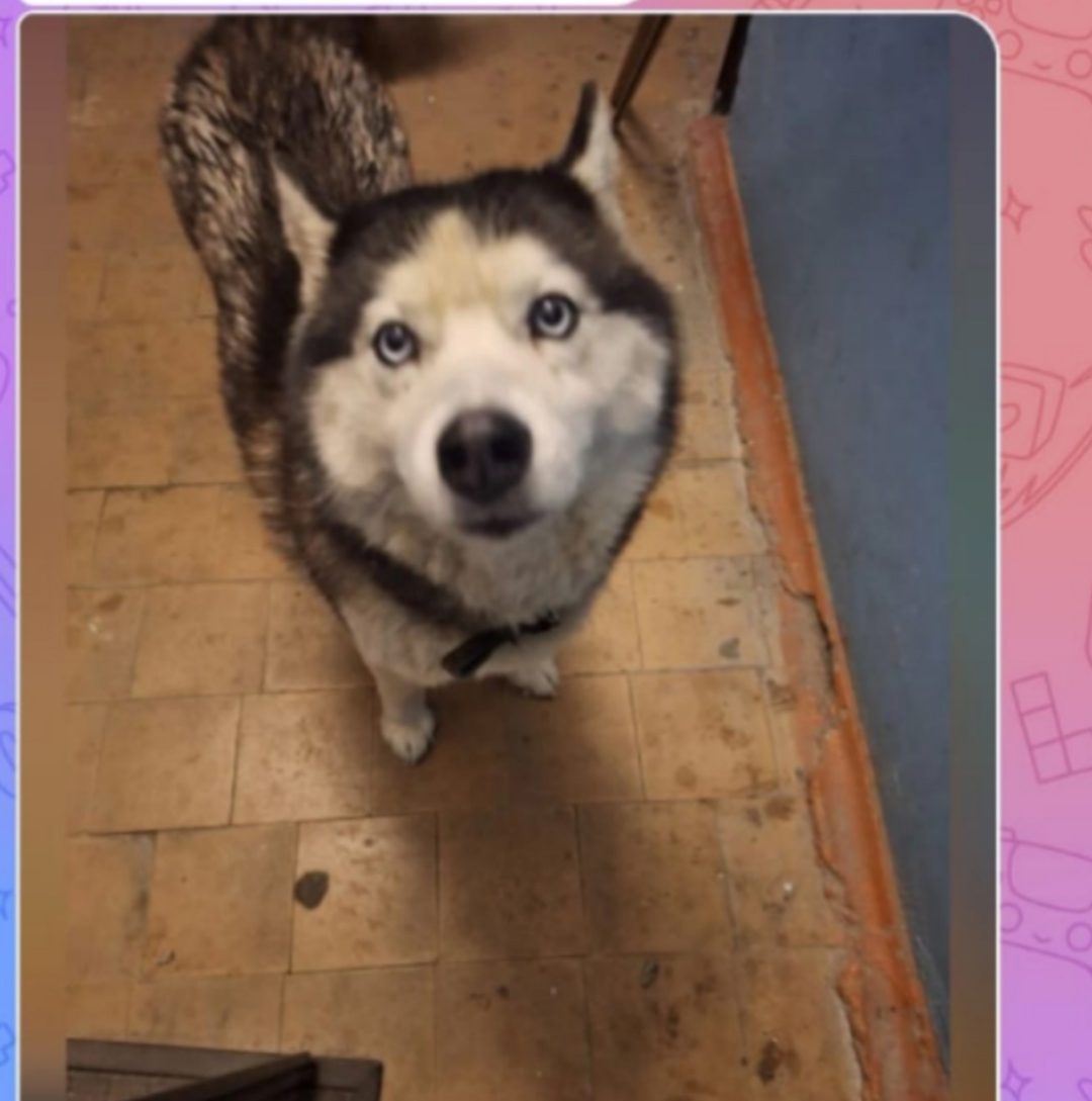 Found Dog in Aberdeen, Scotland — Dog found safe in Aberdeen