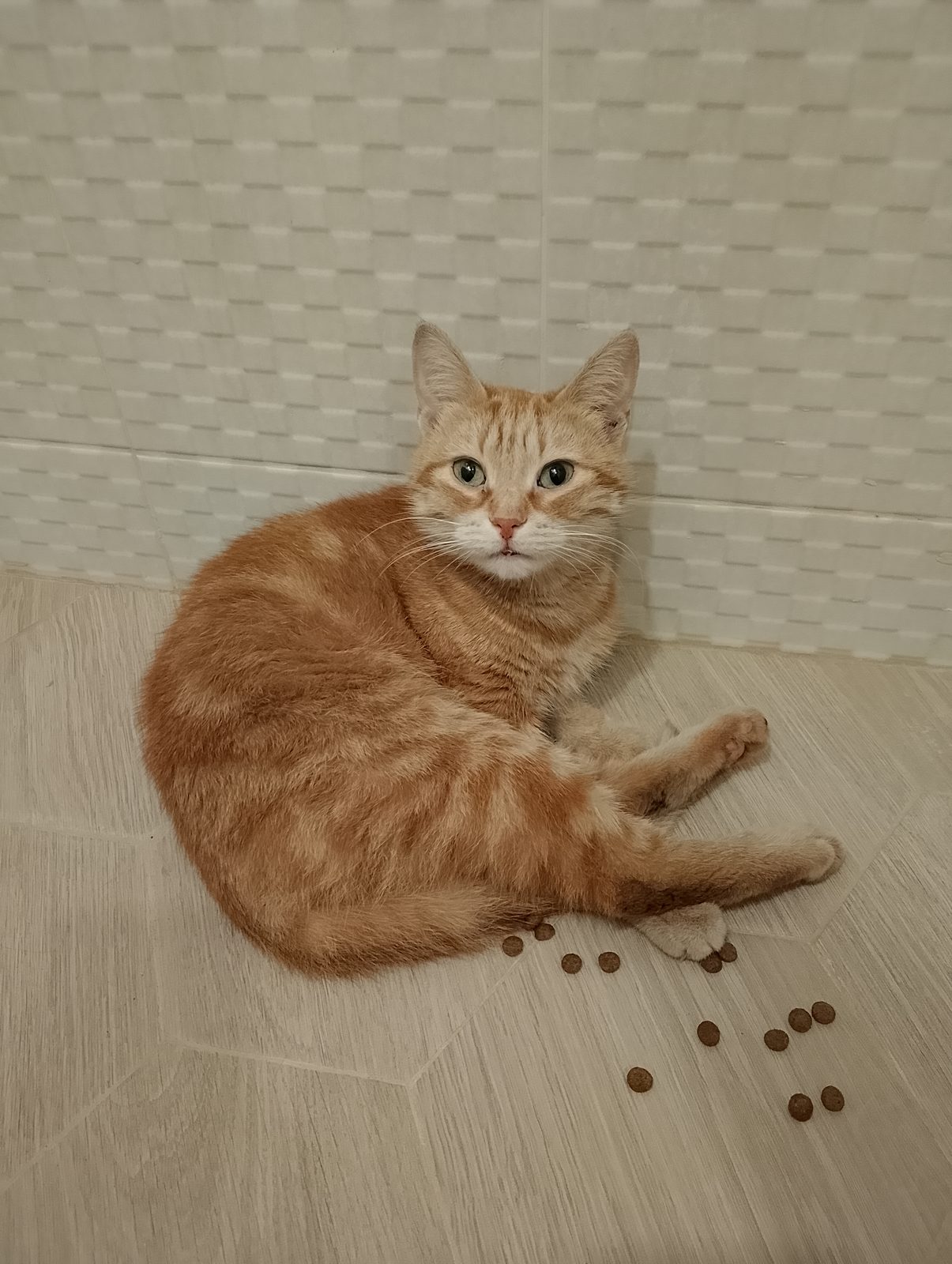 Found Cat in York, England — listing photo