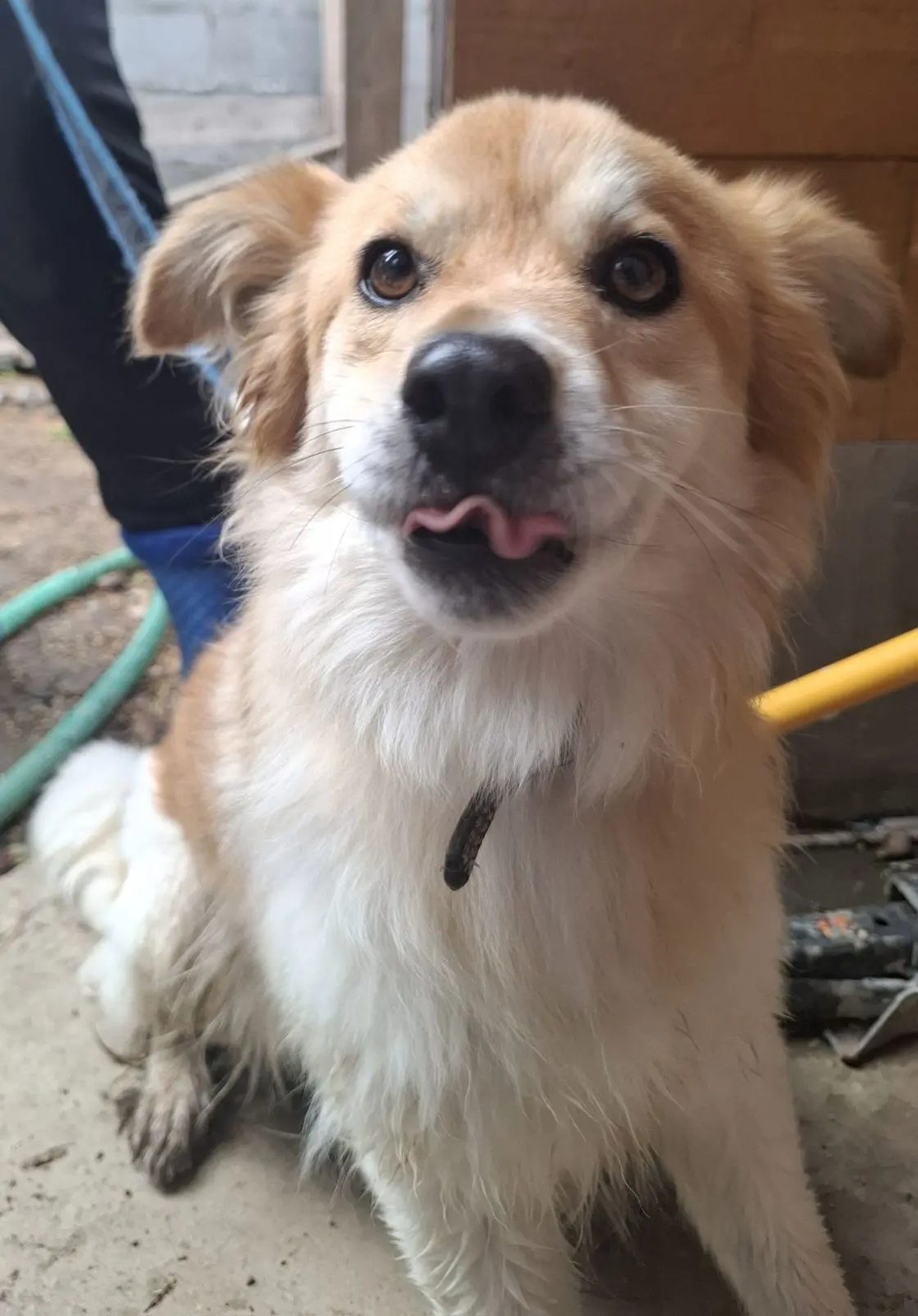 Found Dog in Edinburgh, Scotland — listing photo