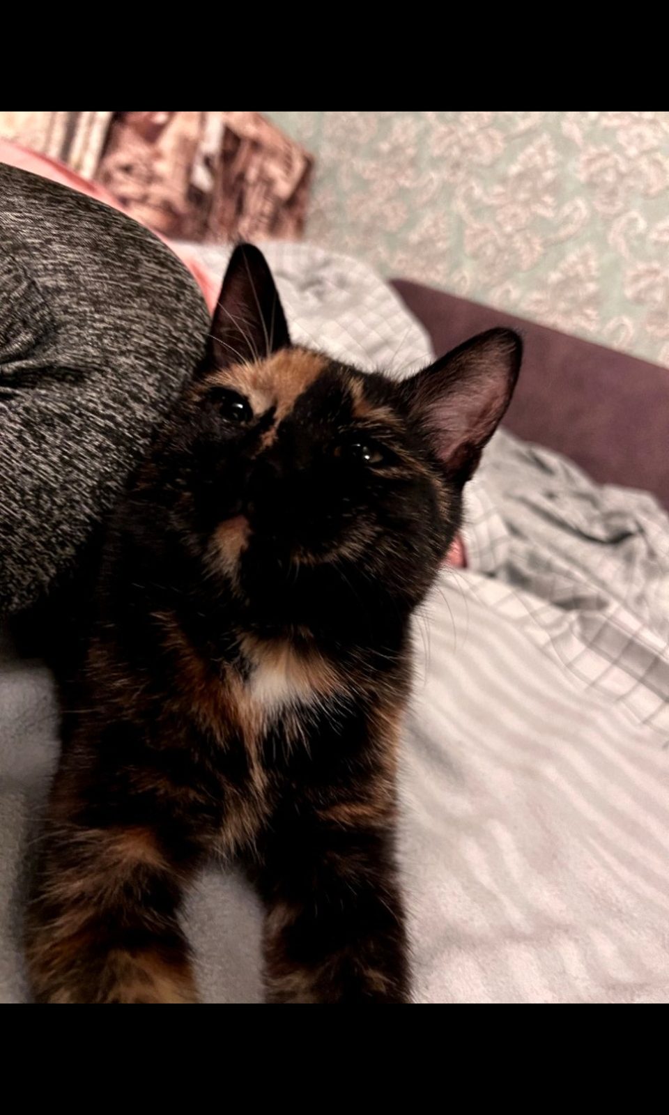 Lost Cat in Bolton, England Lost Cat in Bolton, England — listing photo