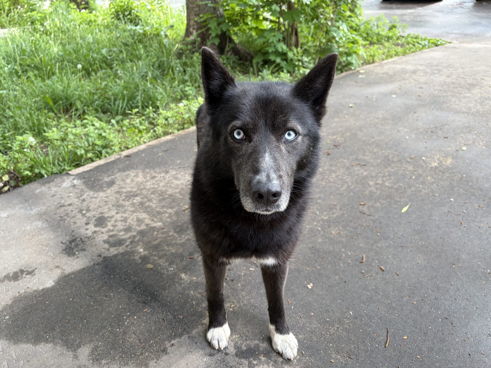 Found Dog in Gloucester, England — listing photo