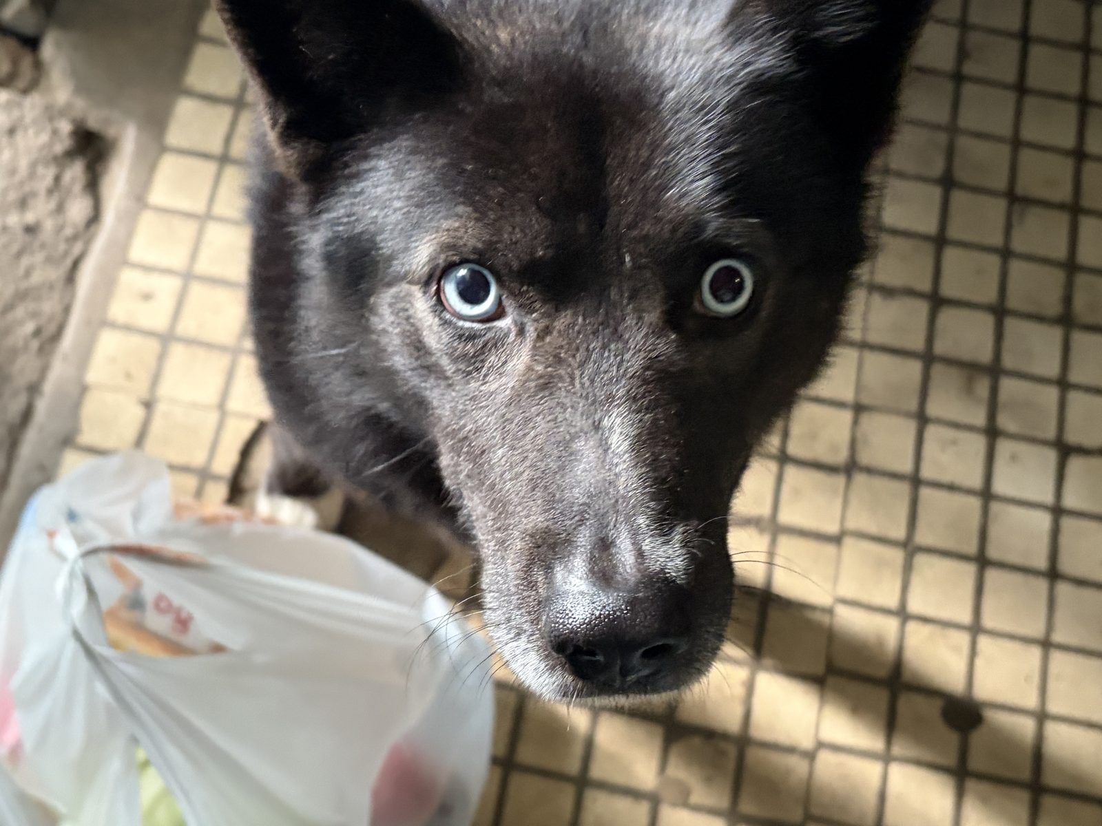 Found Dog in Cardiff, Wales — Stray dog found in Cardiff