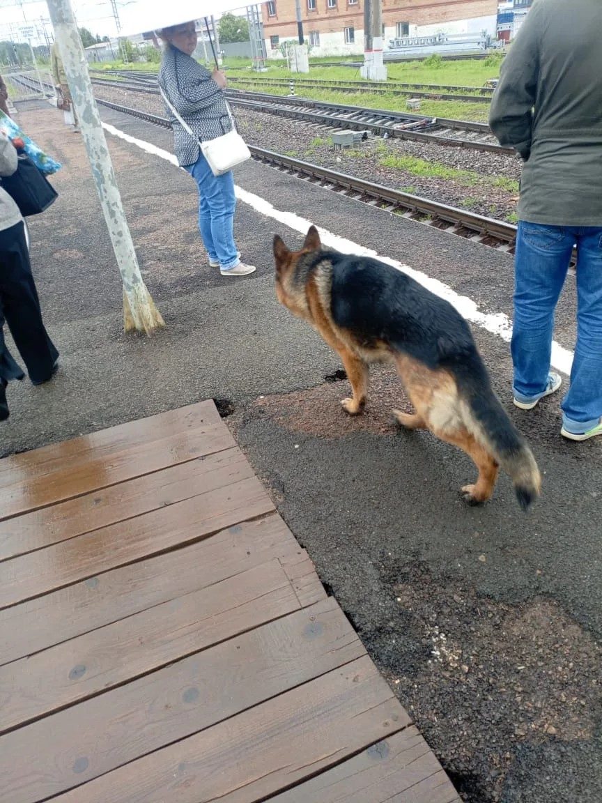 Found Dog in Newcastle upon Tyne, England — Dog found in Newcastle upon Tyne
