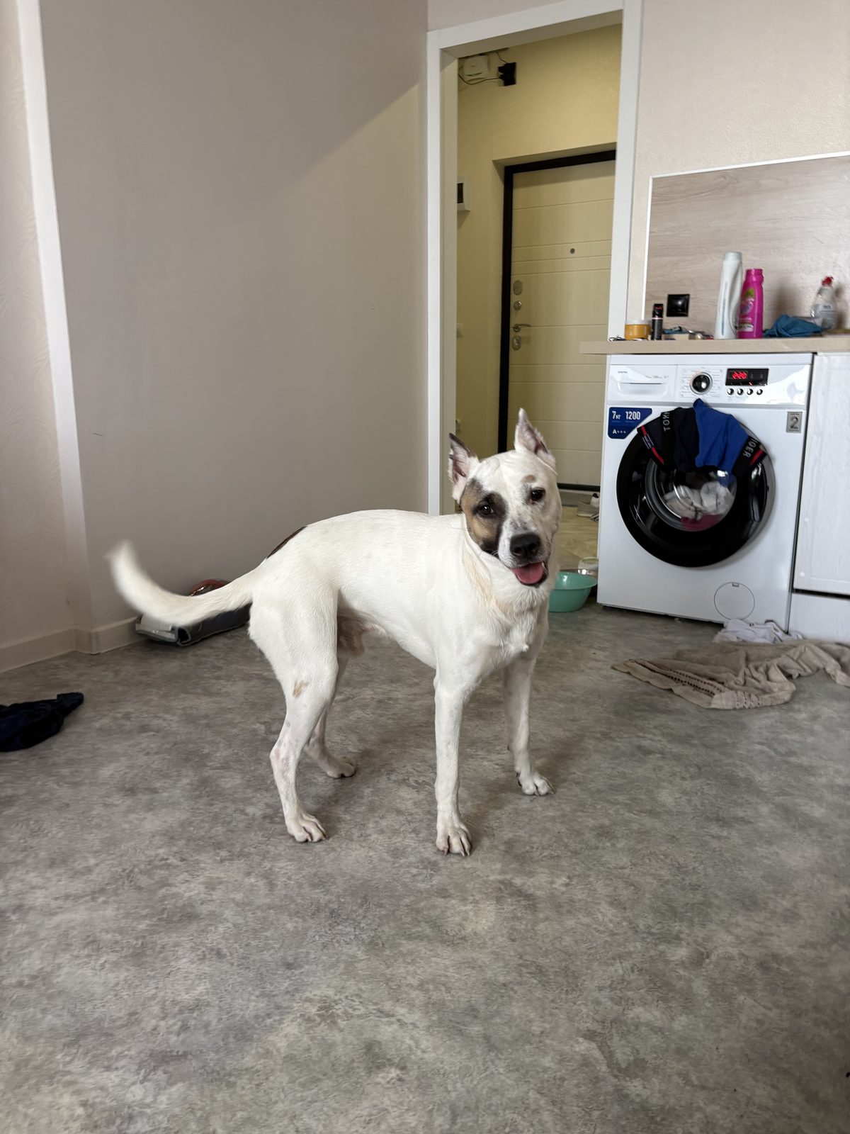 Found Dog in Blackpool, England: Dog found safe in Blackpool Found Dog in Blackpool, England — Dog found safe in Blackpool