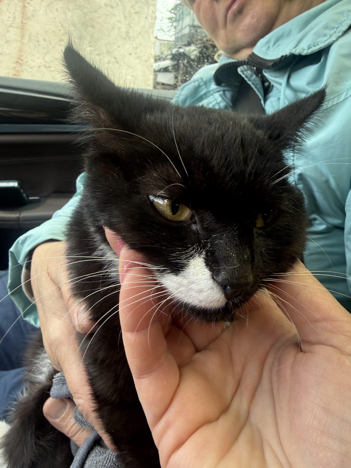 Found Cat in Cambridge, England — listing photo