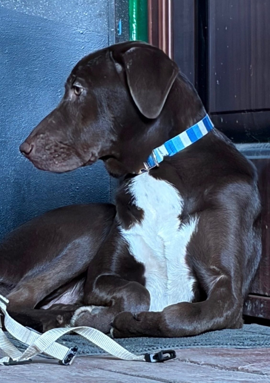 Found Dog in Southampton, England — listing photo