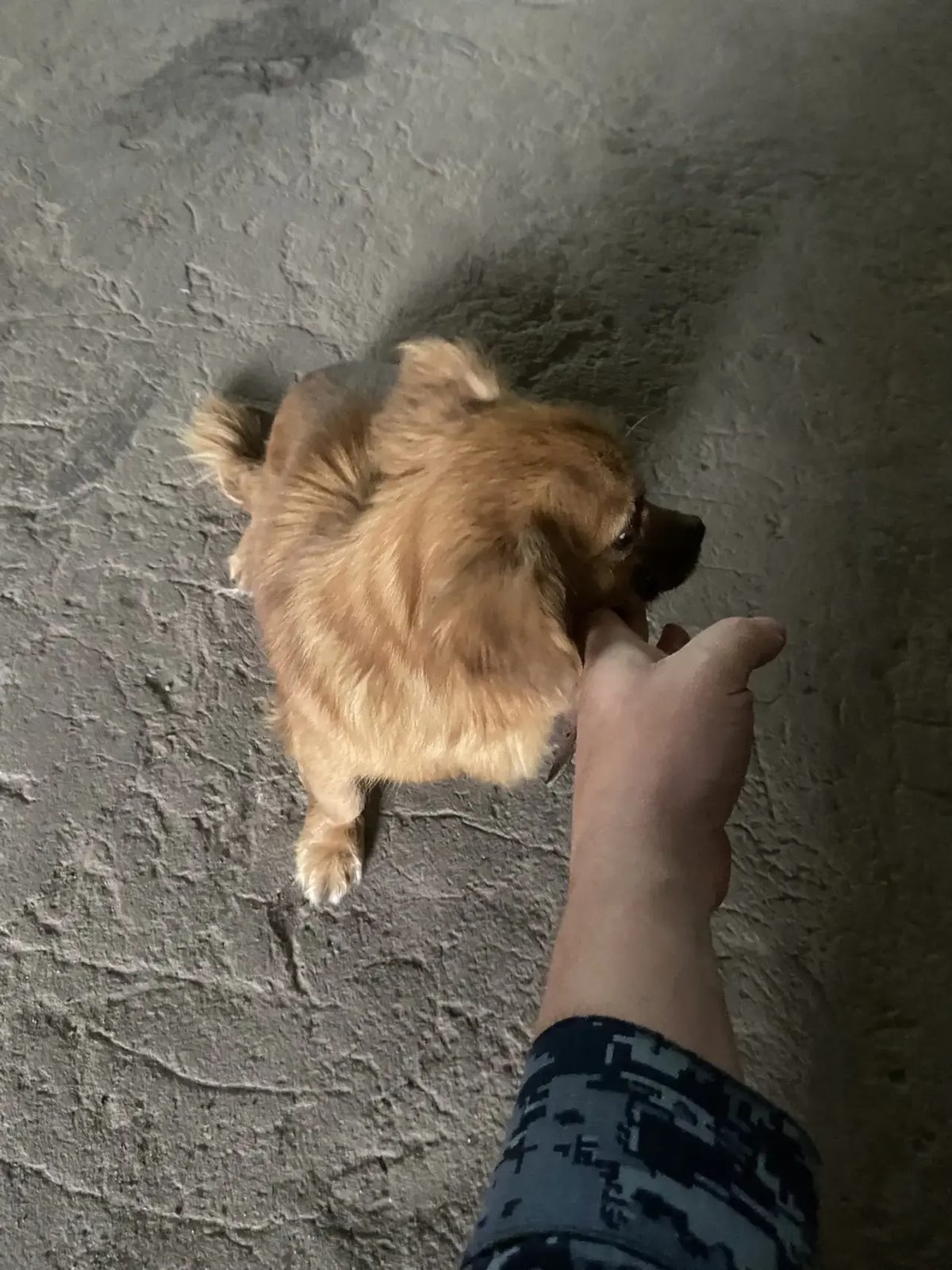 Found Dog in Aberdeen, Scotland — Dog found in Aberdeen