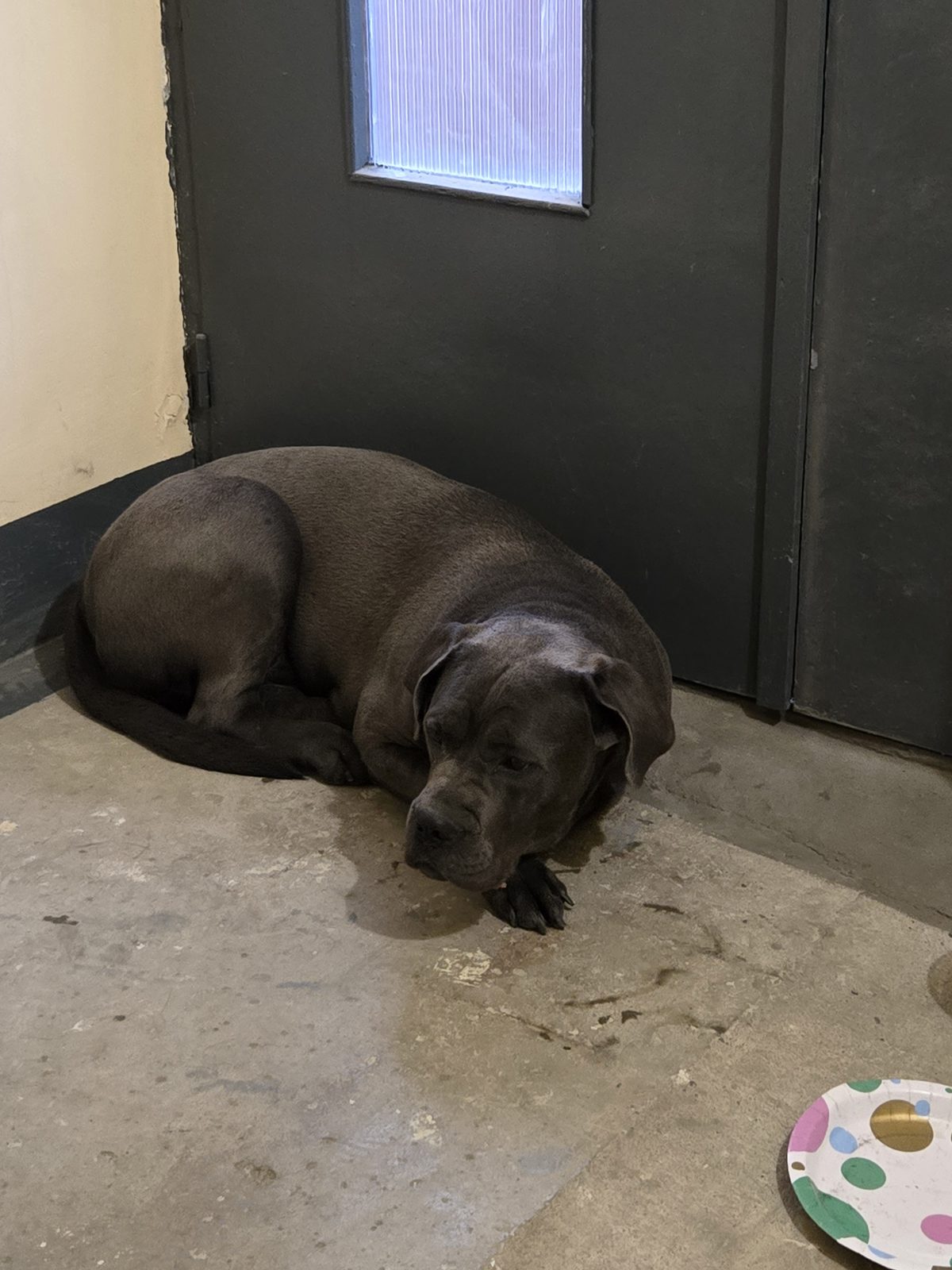 Found Dog in Kingston upon Hull, England — Stray dog found in Kingston upon Hull