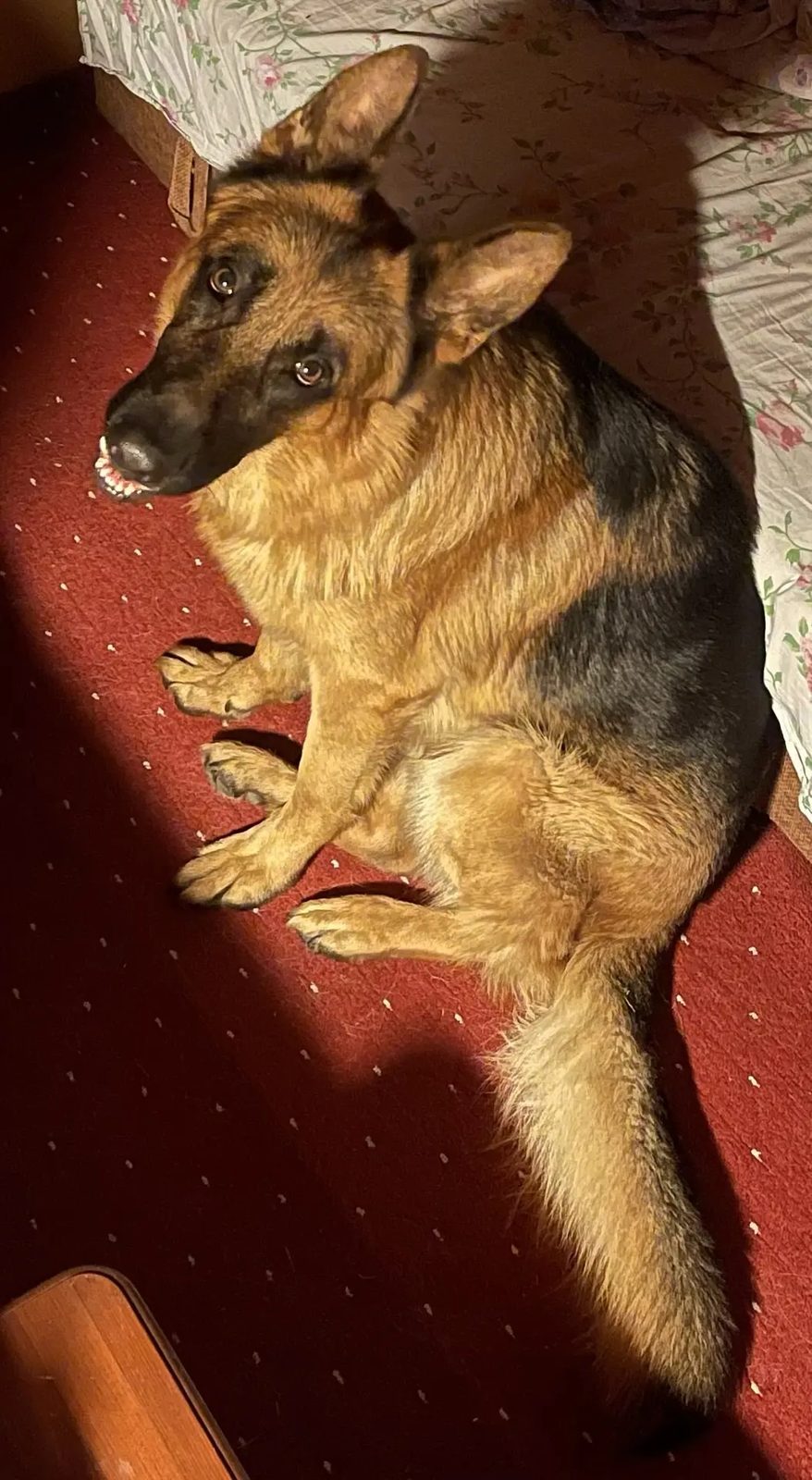 Lost Dog in Portsmouth, England — Have you seen this dog in Portsmouth?