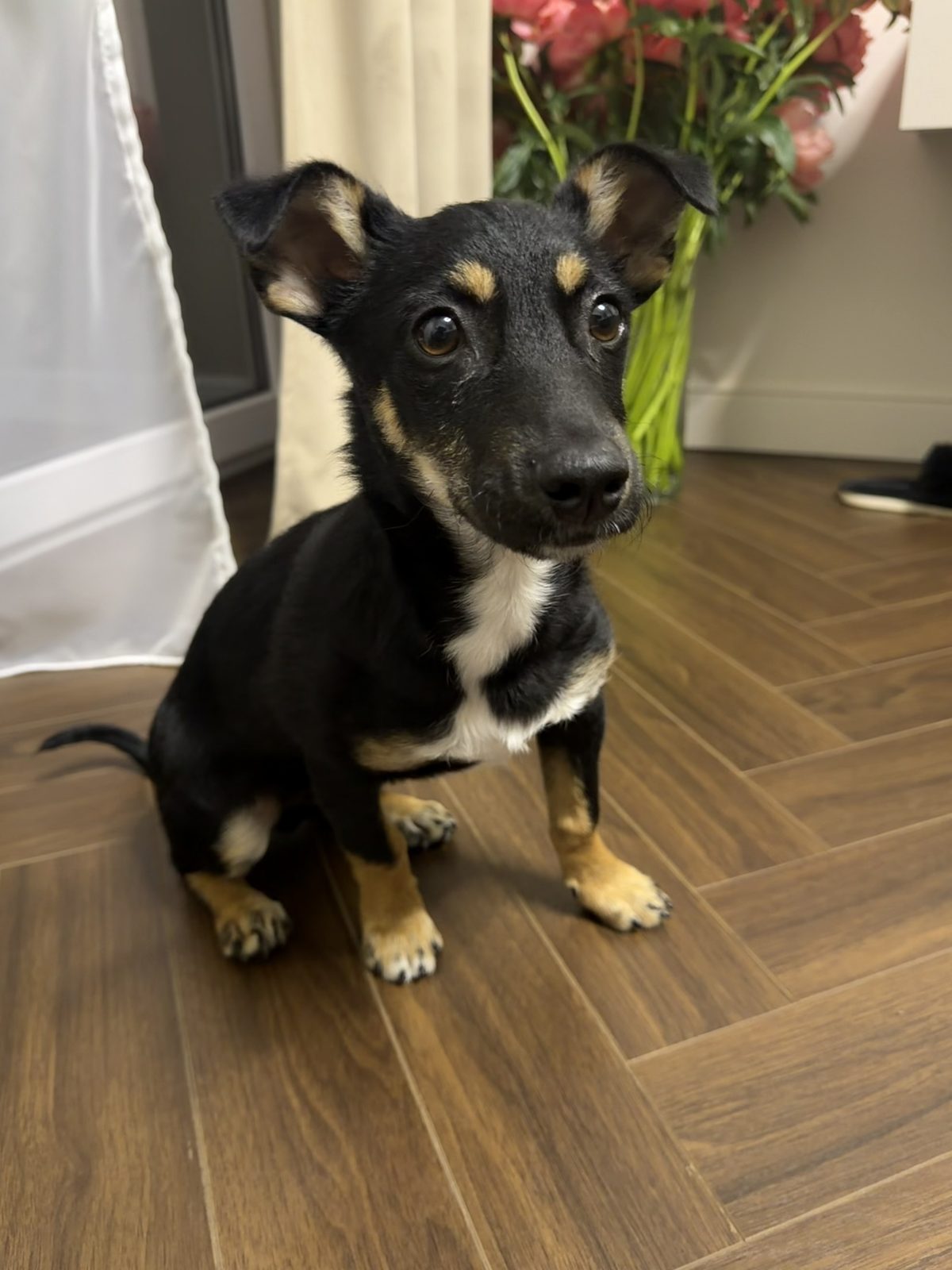 Found Dog in Swansea, Wales — Stray dog found in Swansea