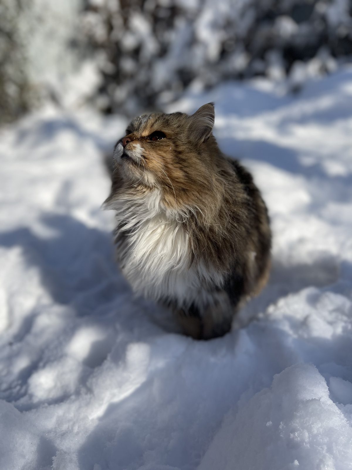 Lost Cat in Gloucester, England — listing photo