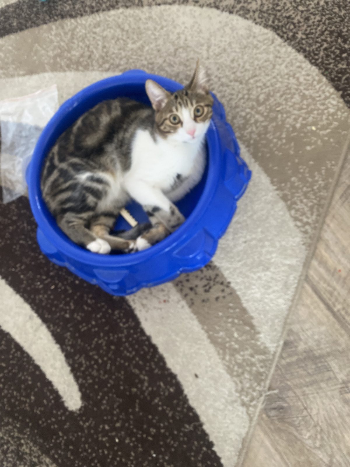 Lost Cat in Leicester, England — listing photo