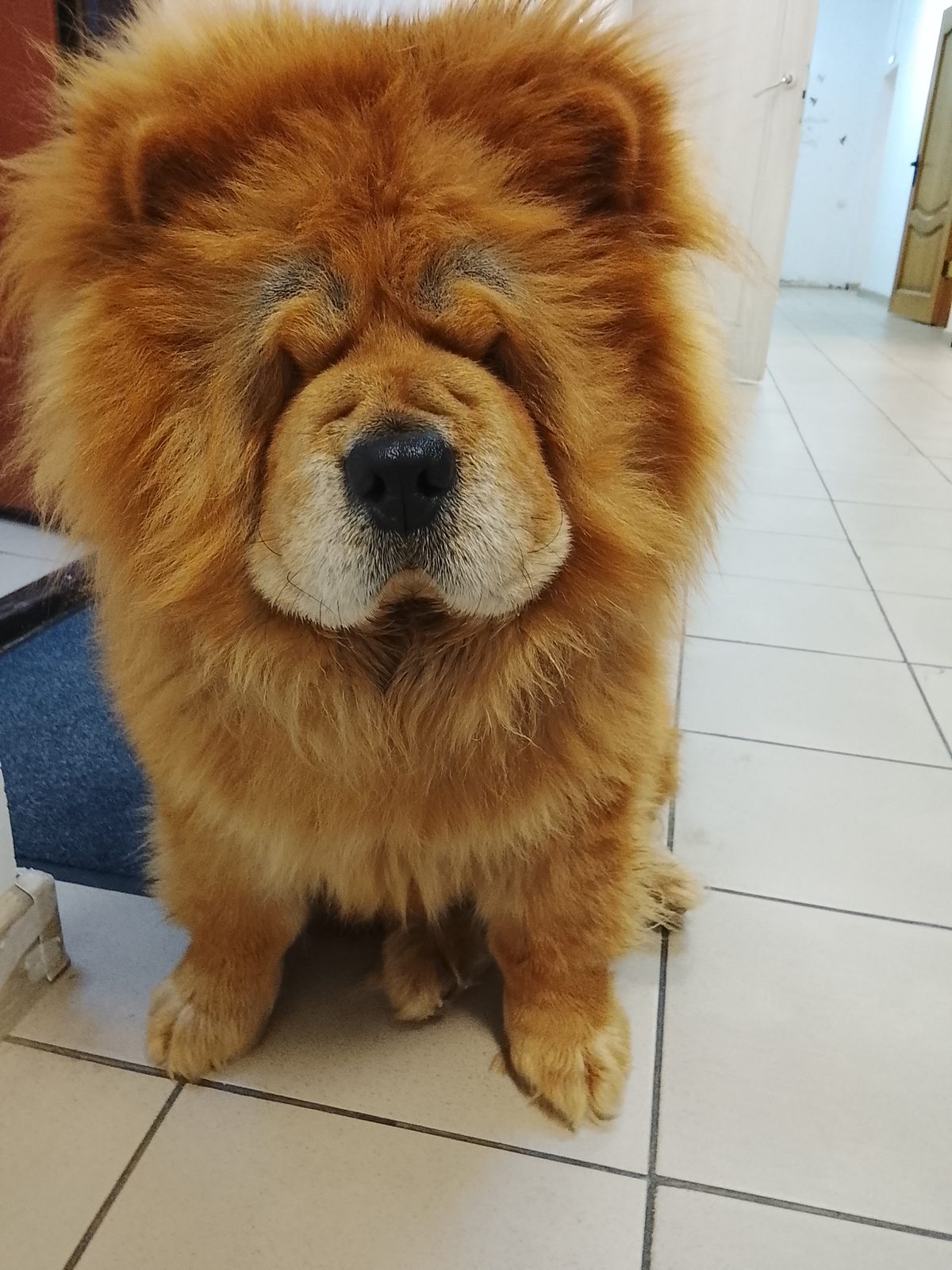 Lost Dog in Newcastle upon Tyne, England — Have you seen this dog in Newcastle upon Tyne?