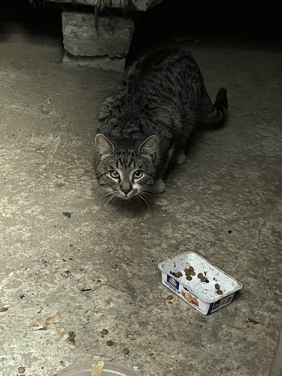 Found Cat in Aberdeen, Scotland — listing photo