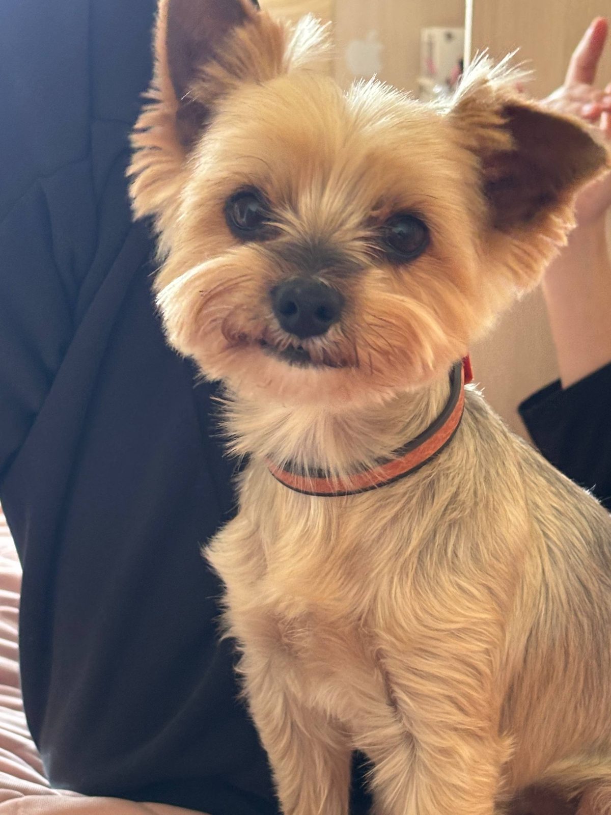 Lost Dog in Bradford, England — listing photo