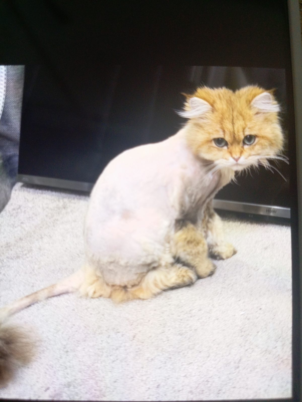 Lost cat reported in Swindon