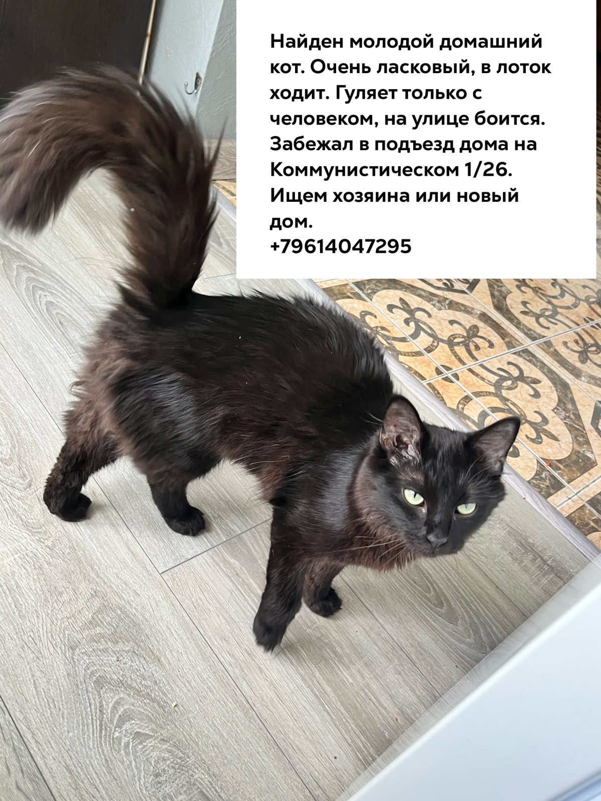 Found Cat in Coventry, England — Stray cat found in Coventry