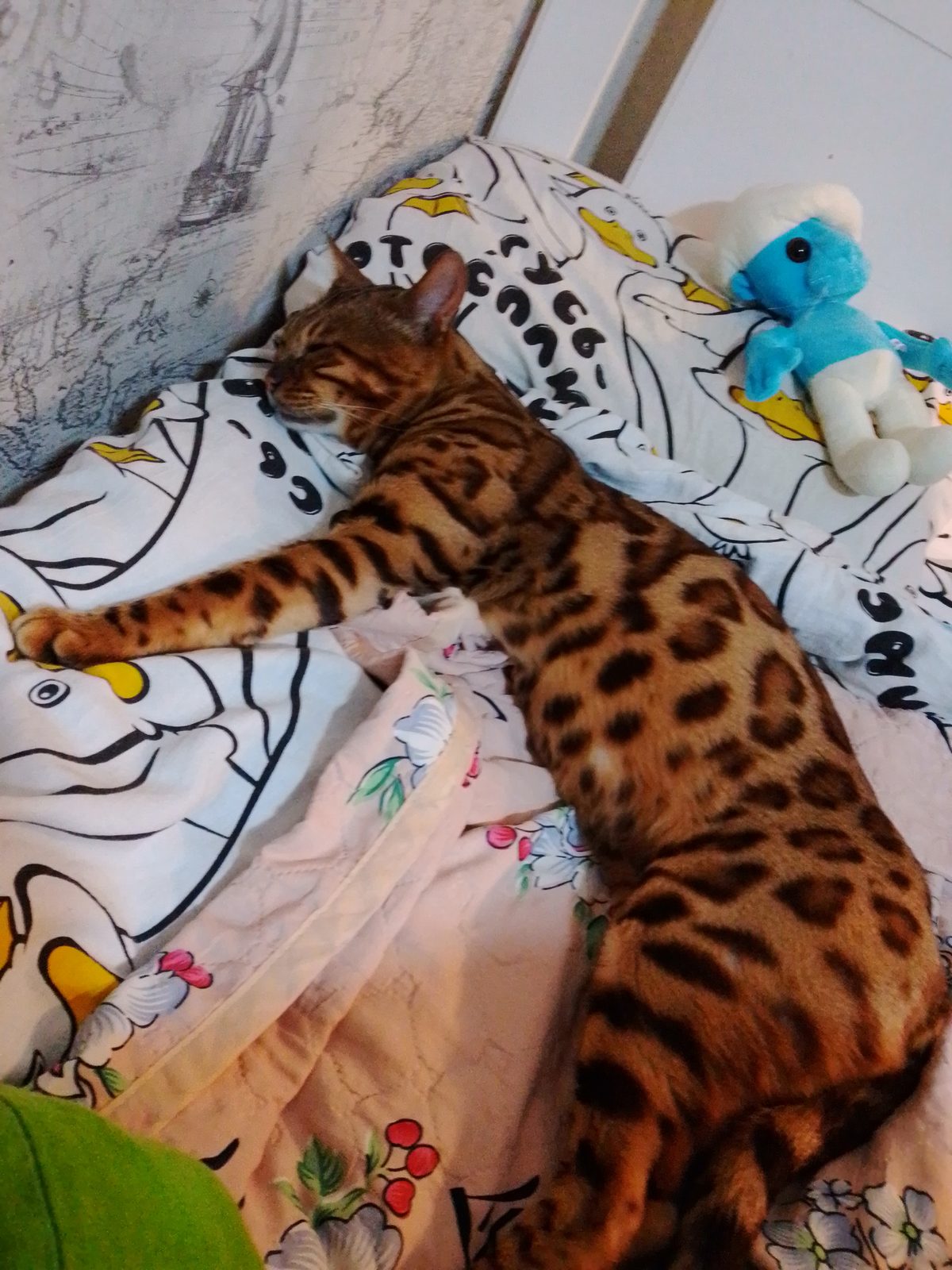 Found Cat in Newcastle upon Tyne, England — Cat found safe in Newcastle upon Tyne