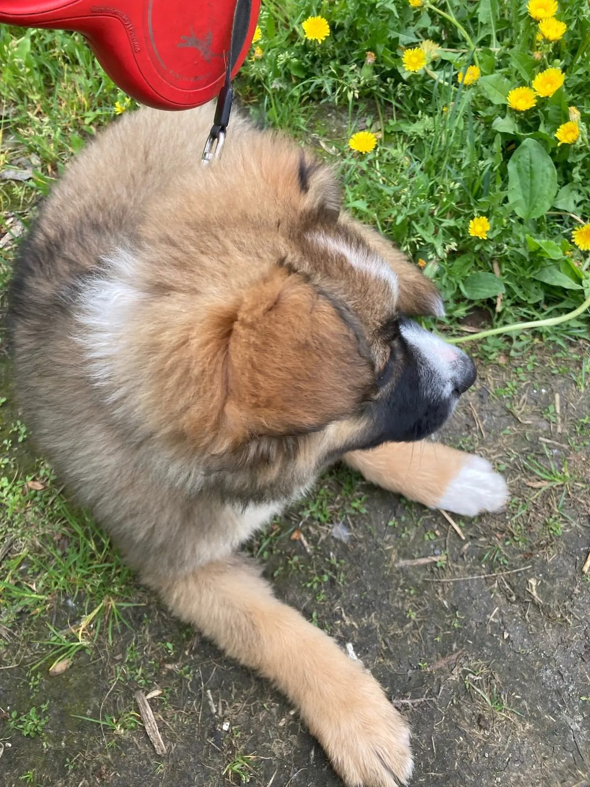 Found Dog in Blackpool, England — Dog found in Blackpool