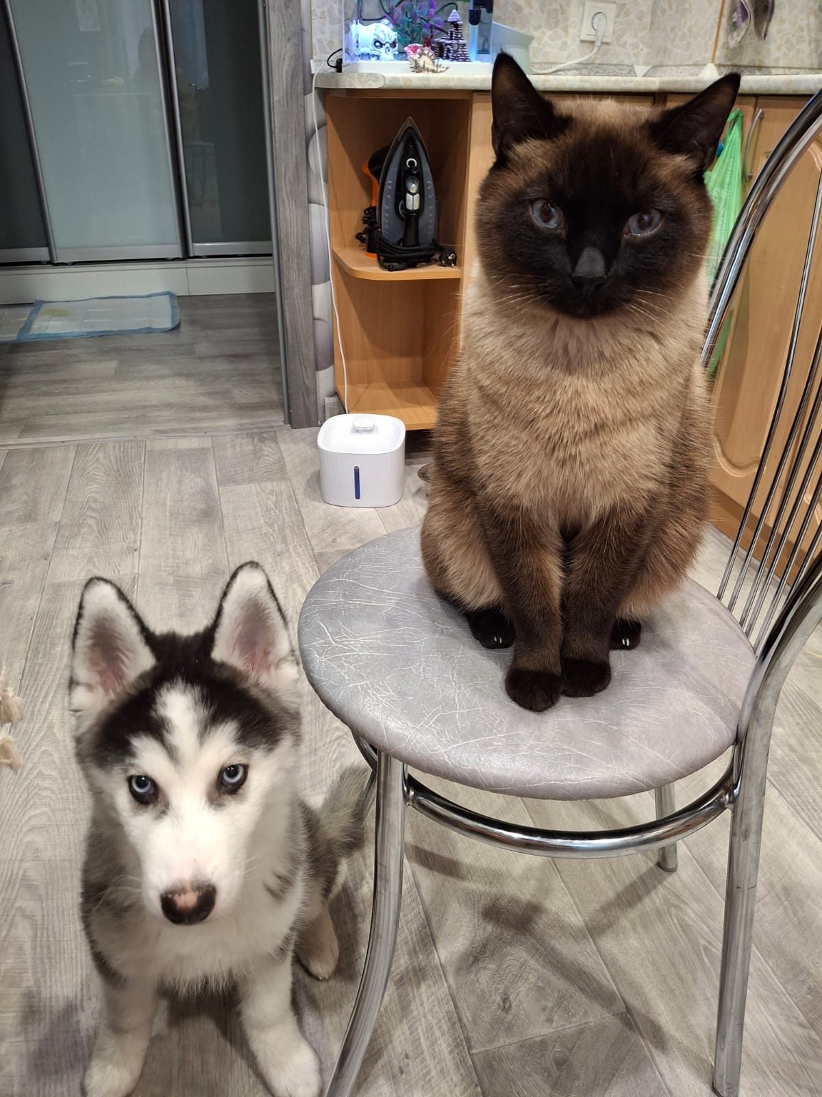 Lost Cat in York, England — listing photo