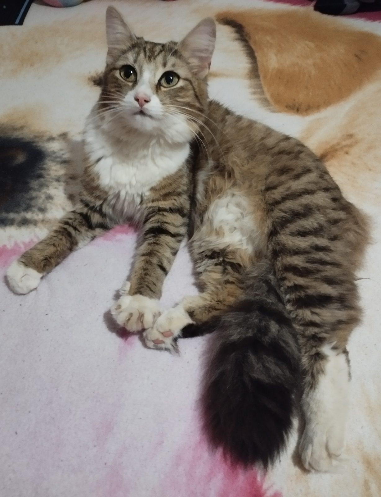 Found Cat in Cardiff, Wales — listing photo