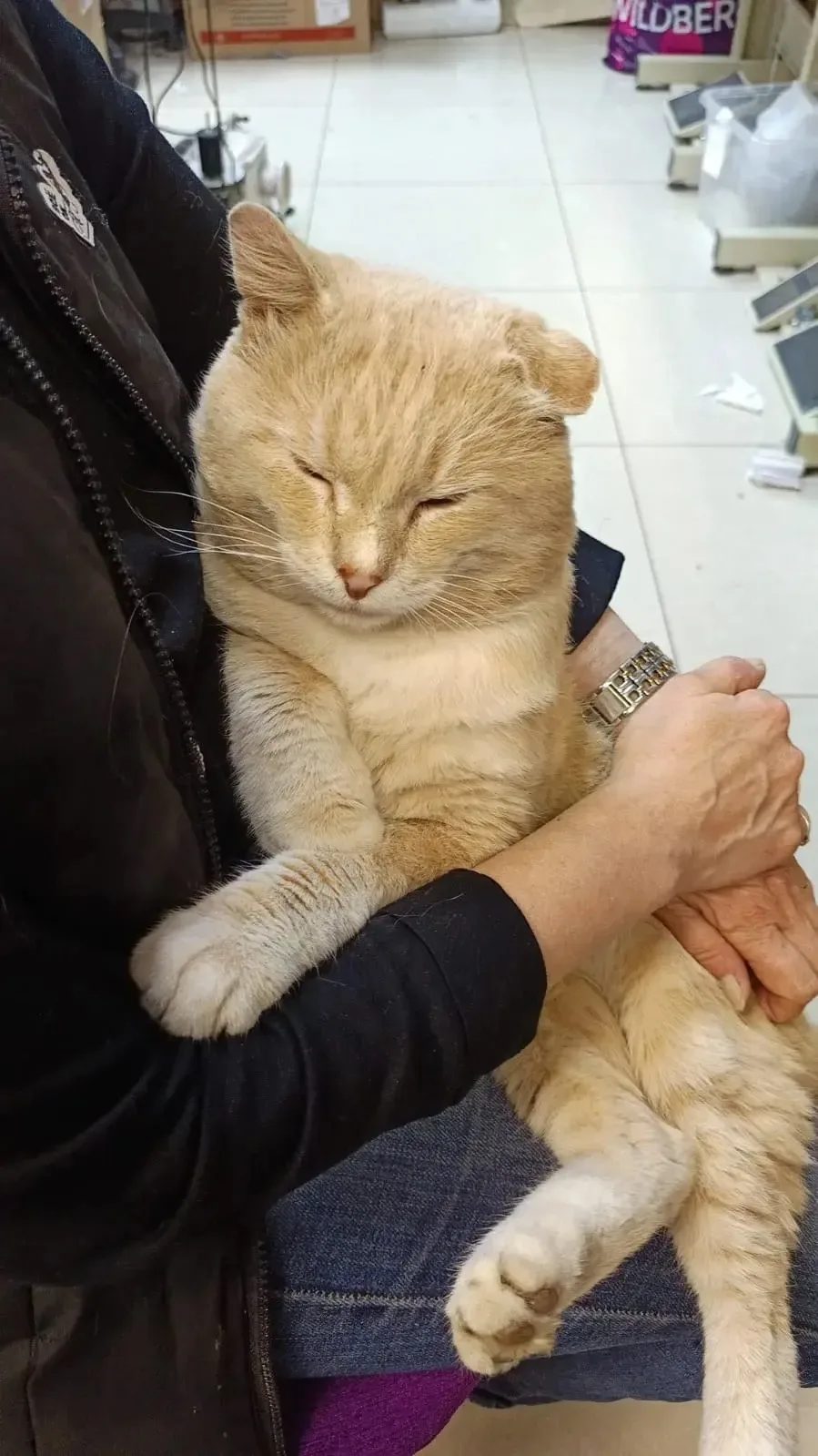 Lost Cat in London, England — listing photo