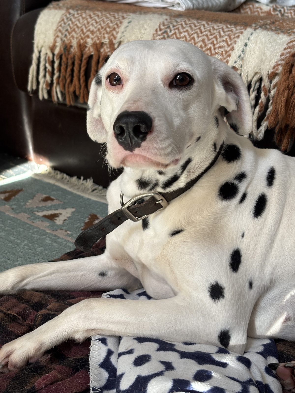 Found Dog in Middlesbrough, England — Stray dog found in Middlesbrough