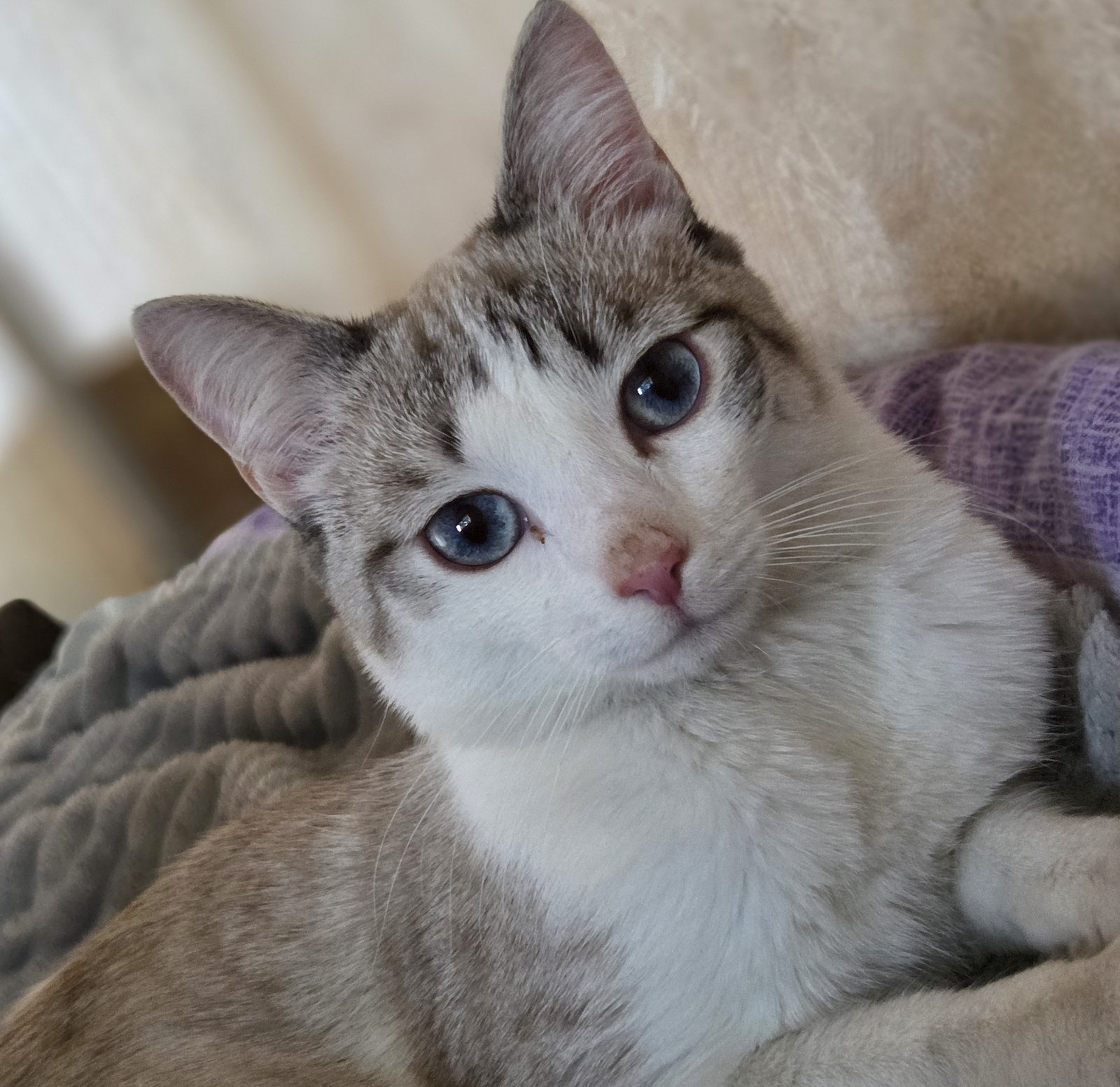 Lost Cat in Sheffield, England — listing photo