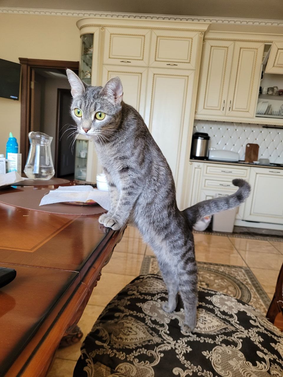 Lost Cat in Brighton, England — listing photo