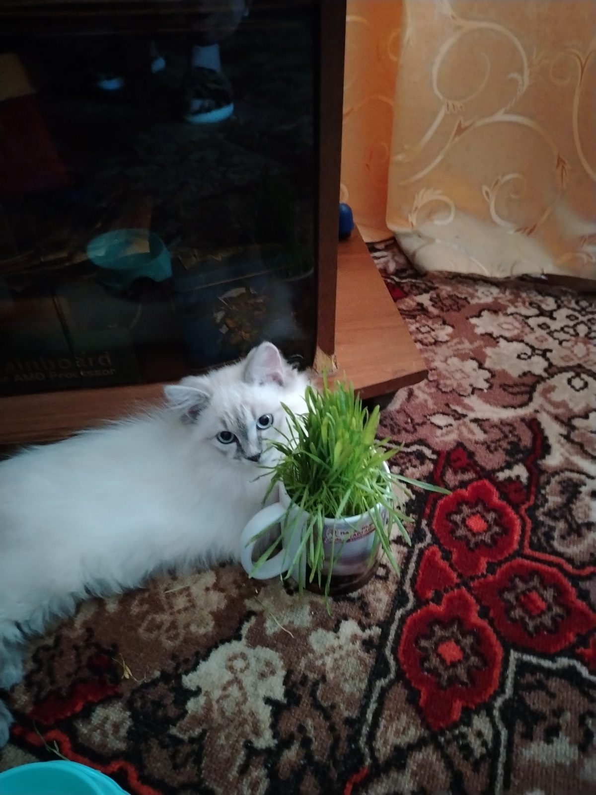 Lost Cat in Glasgow, Scotland — listing photo