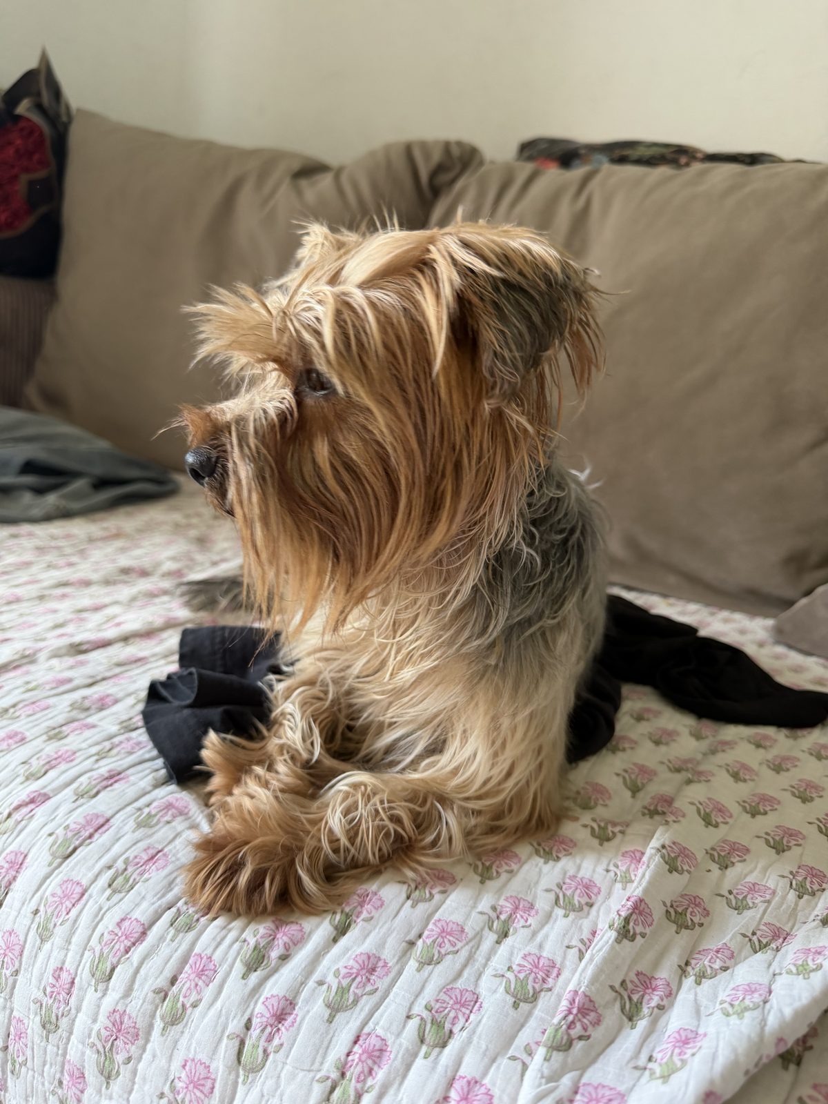 Found Dog in Watford, England Found Dog in Watford, England — listing photo